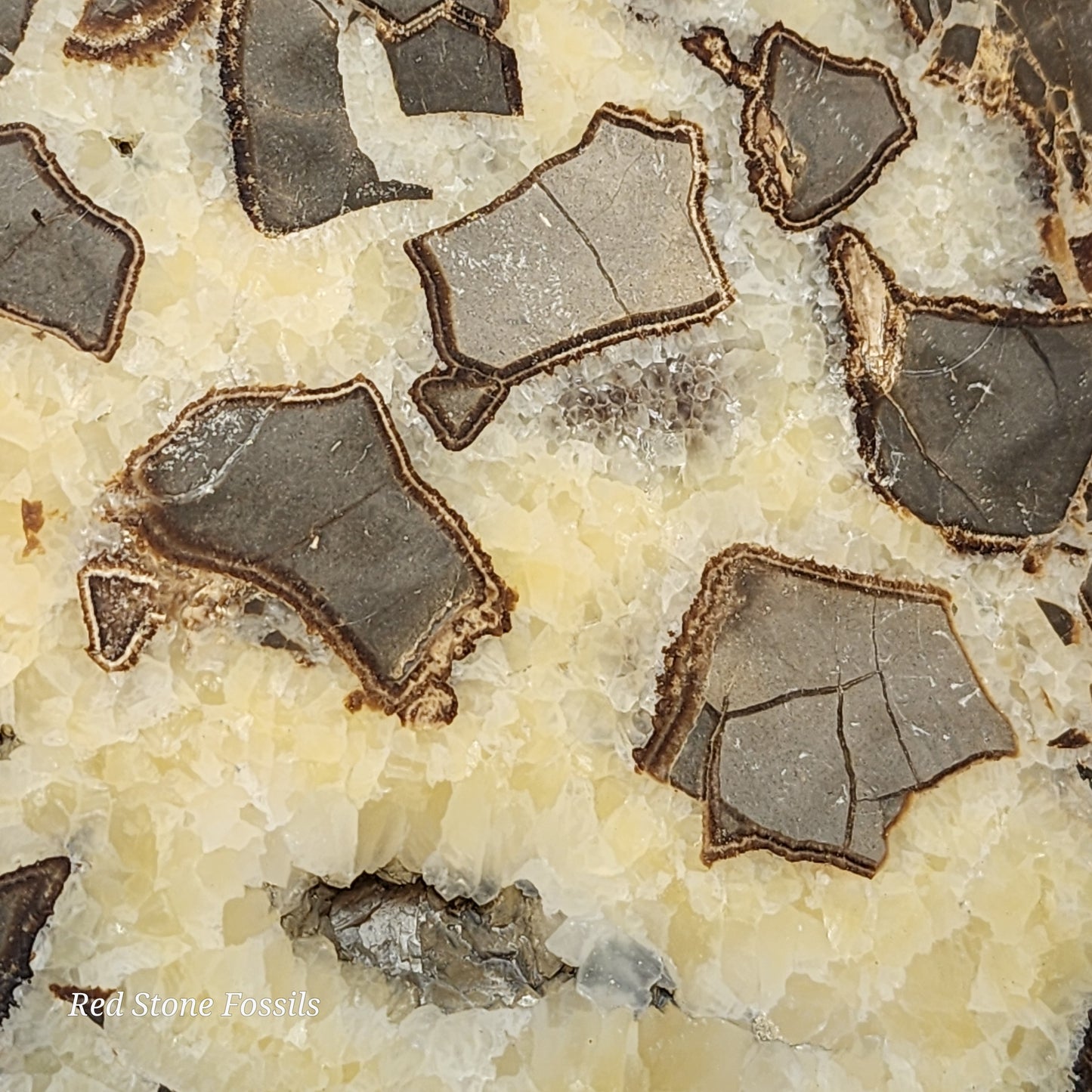 Crystal Cavity Septarian Nodule