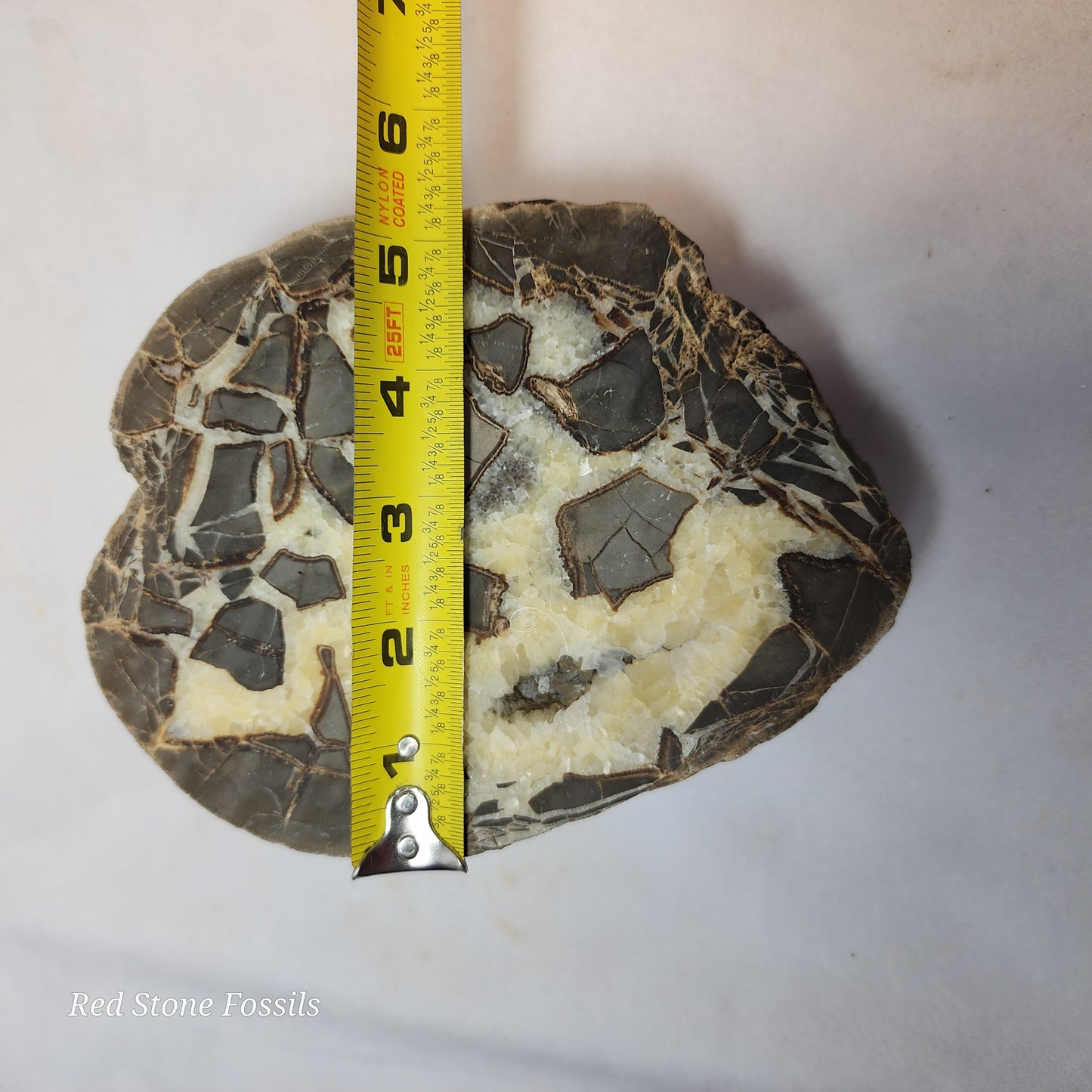 Crystal Cavity Septarian Nodule