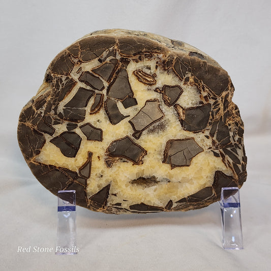 Crystal Cavity Septarian Nodule