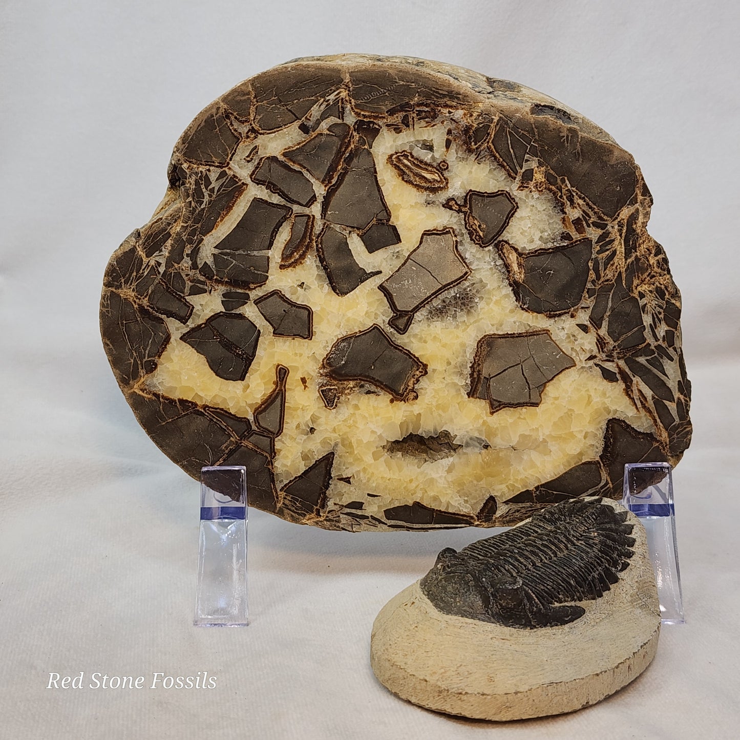 Crystal Cavity Septarian Nodule