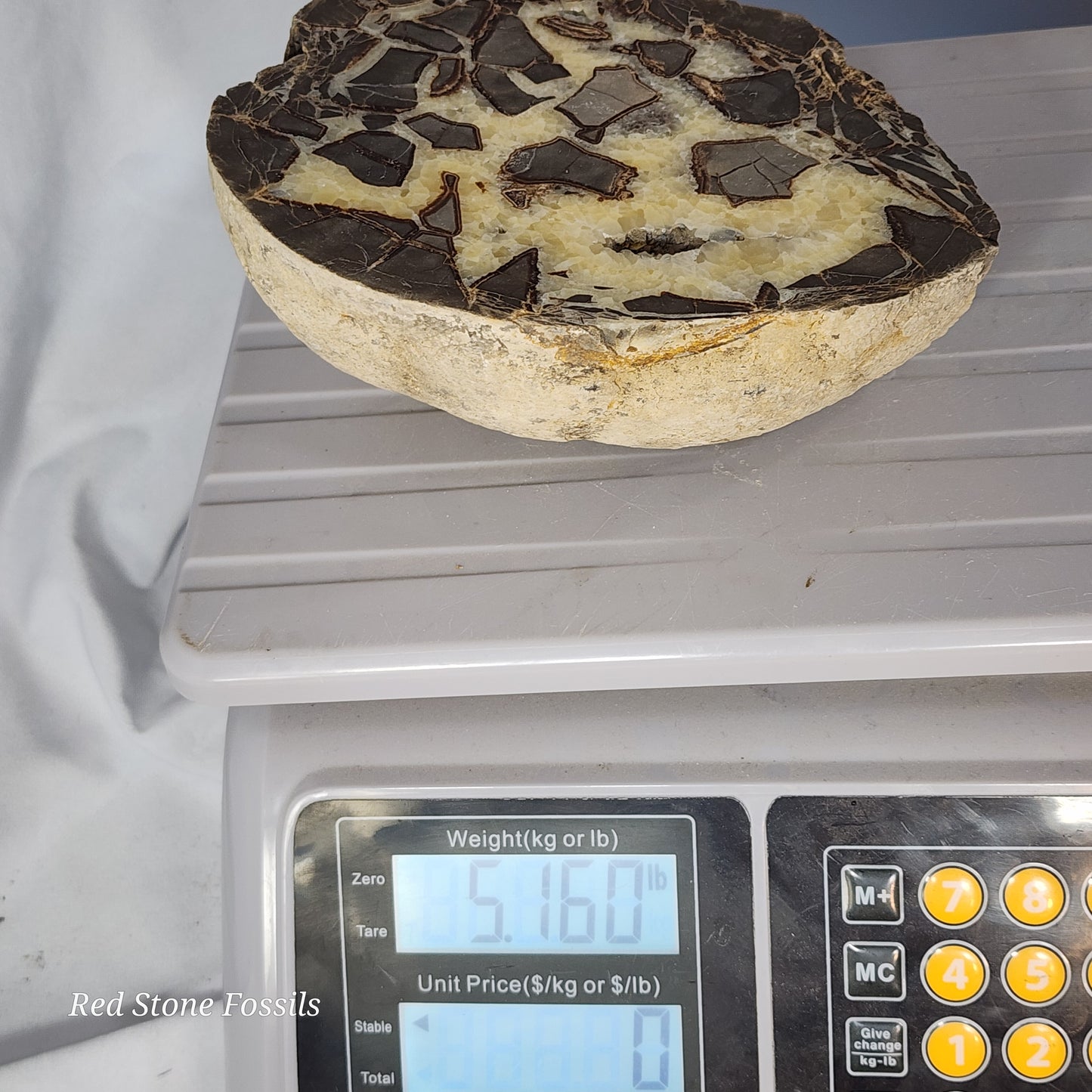 Crystal Cavity Septarian Nodule
