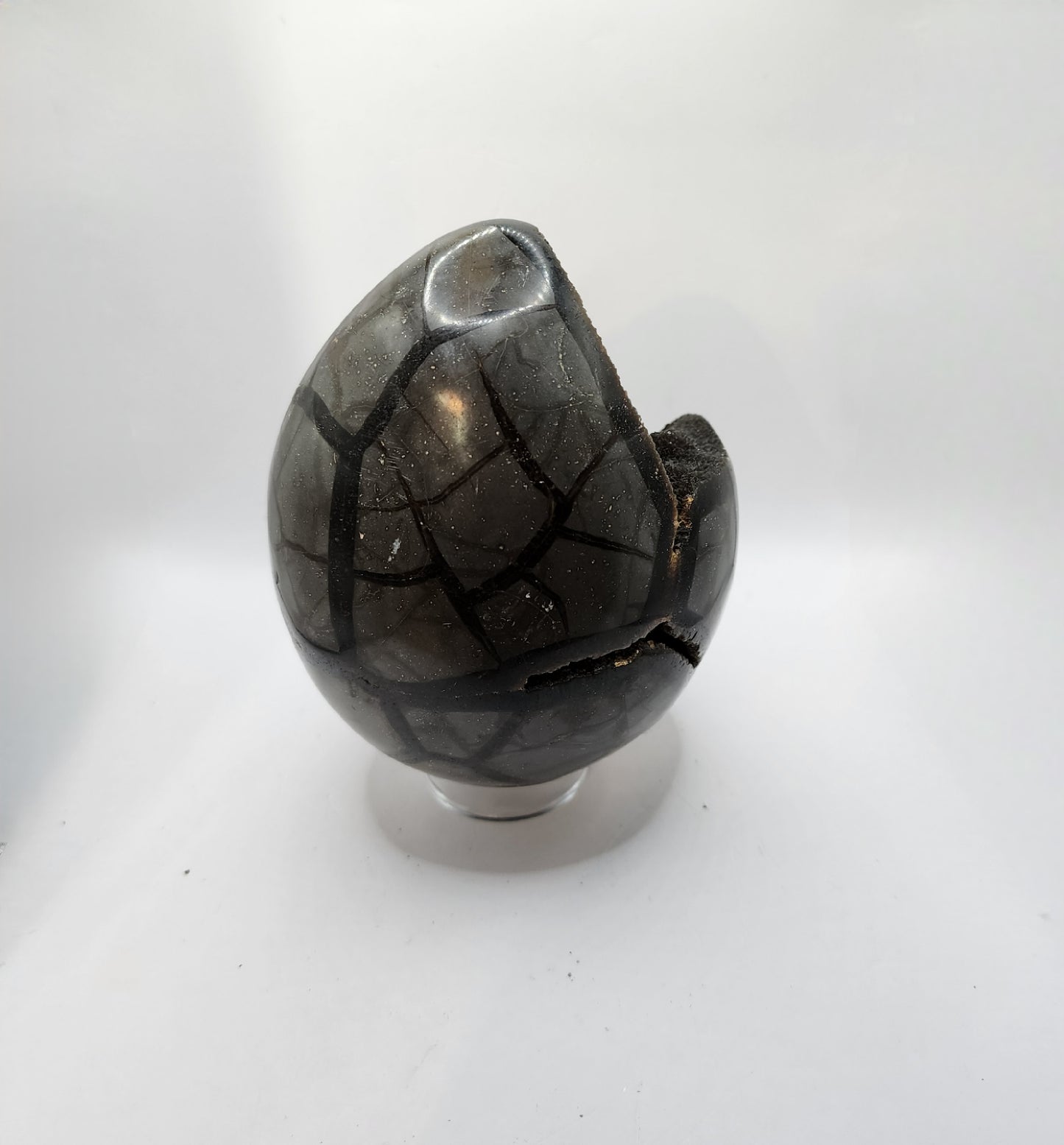 Large Septarian Egg
