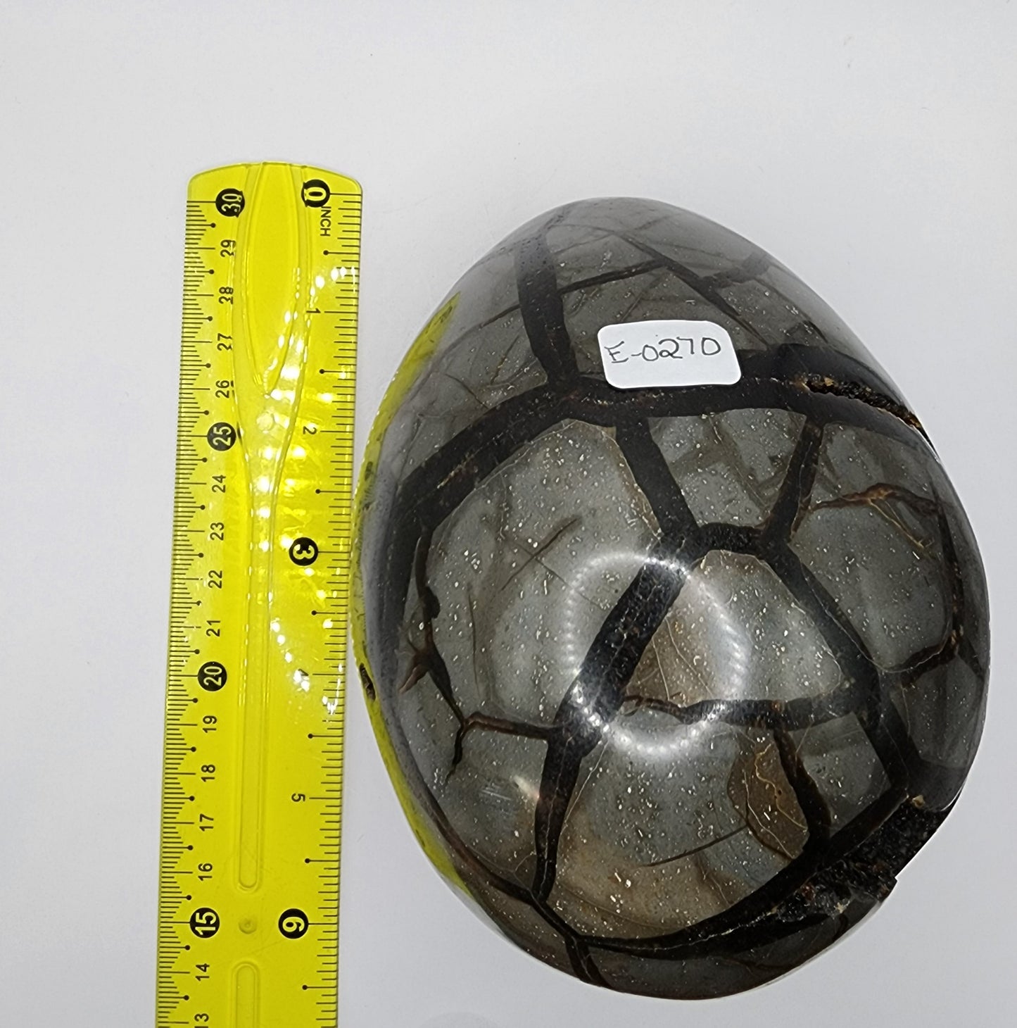 Large Septarian Egg