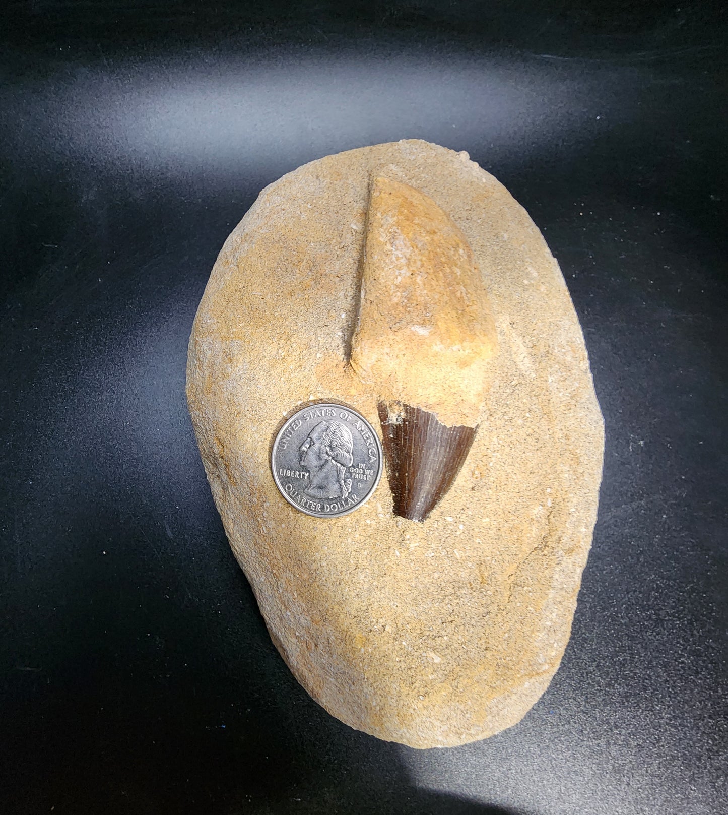 Appealing Mosasaur Tooth