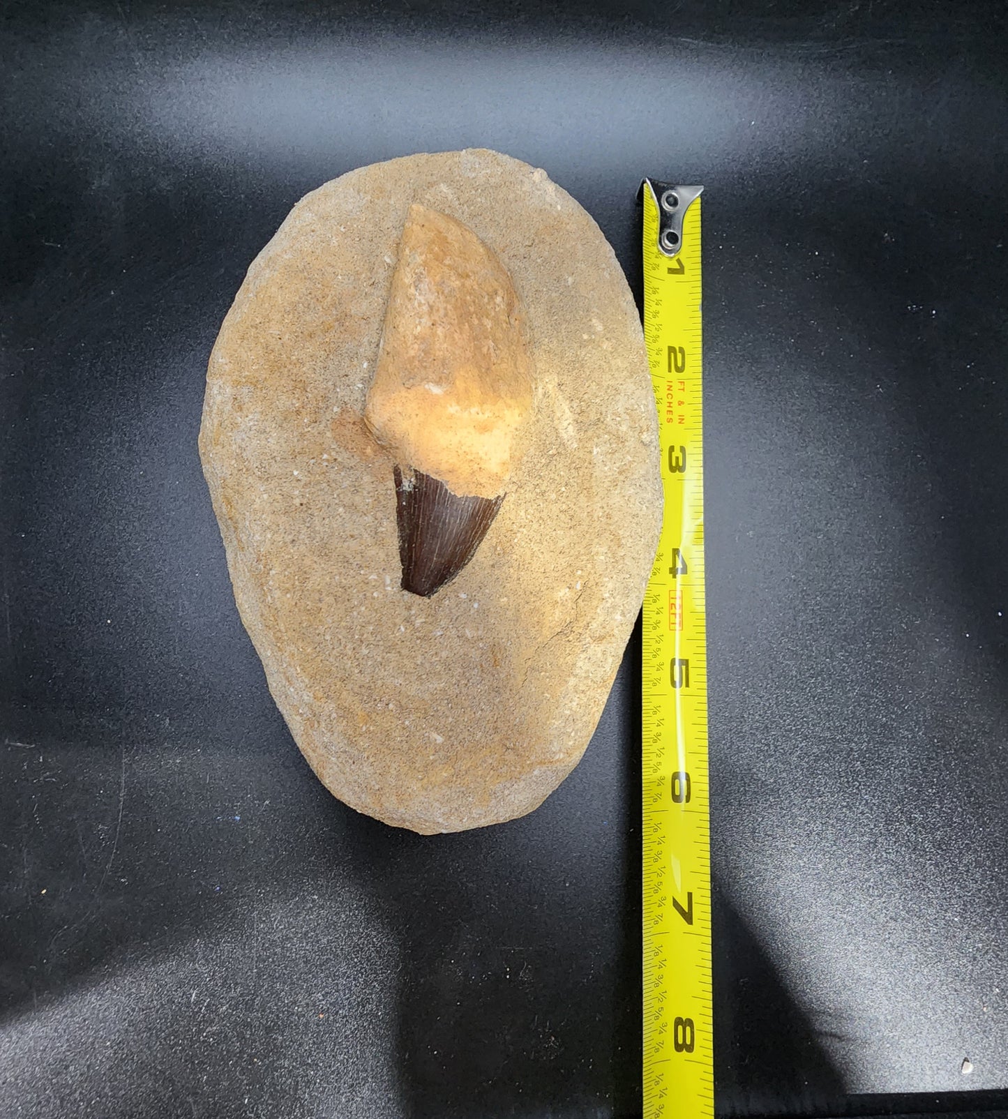 Appealing Mosasaur Tooth