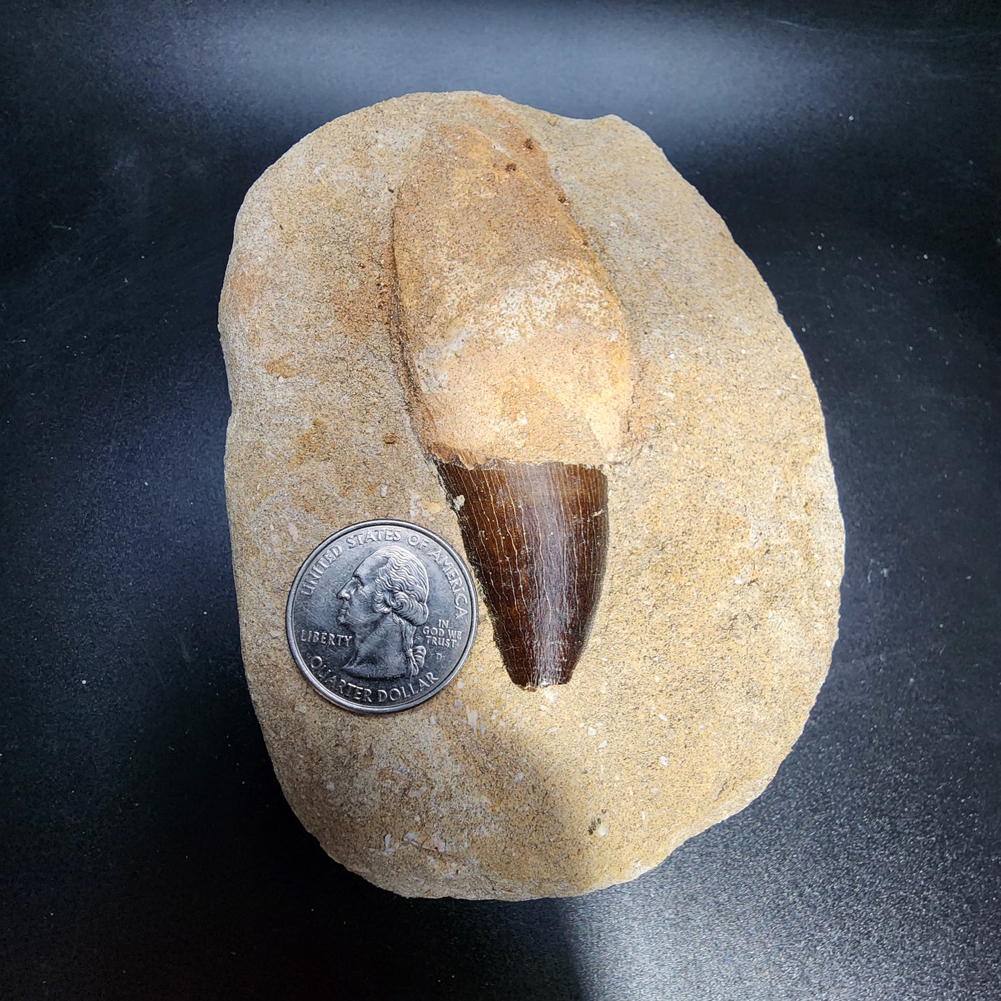 Enticing Mosasaur Tooth