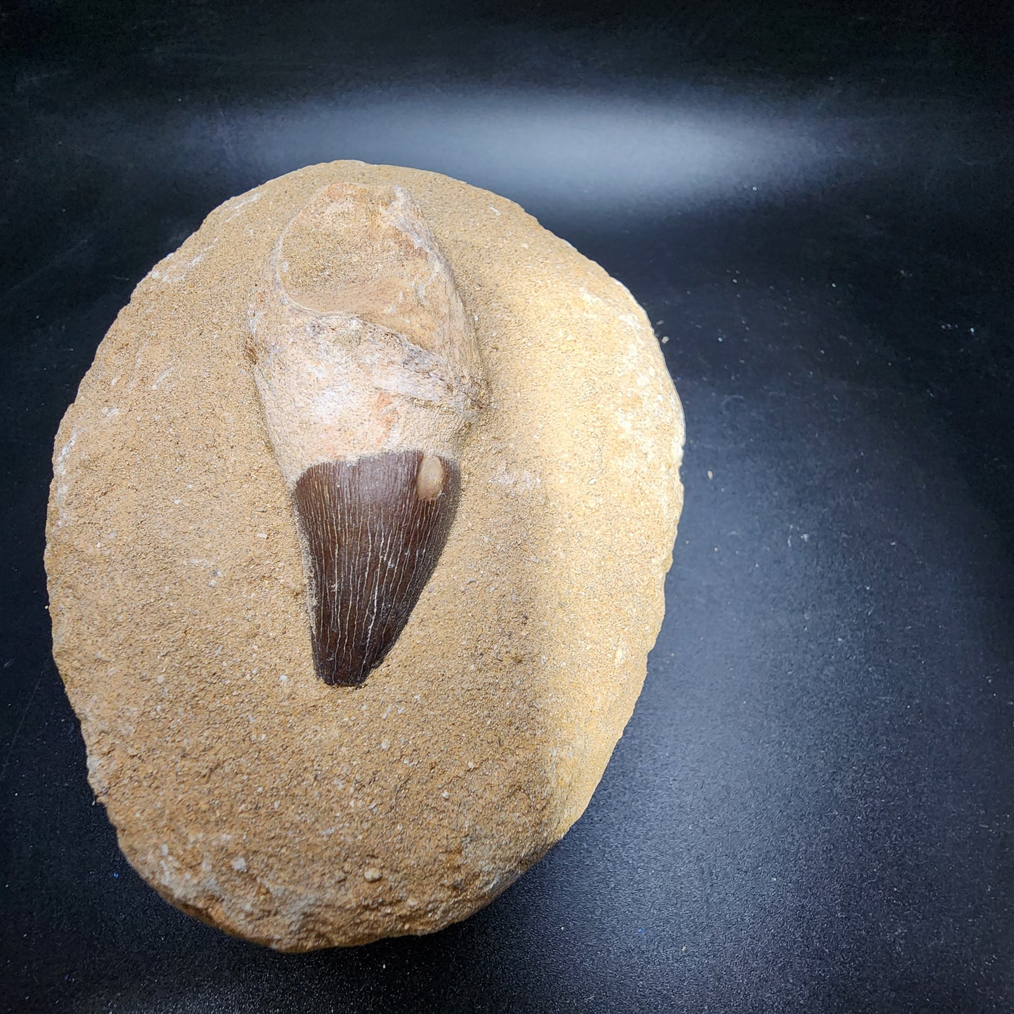 Lovely Mosasaur Tooth