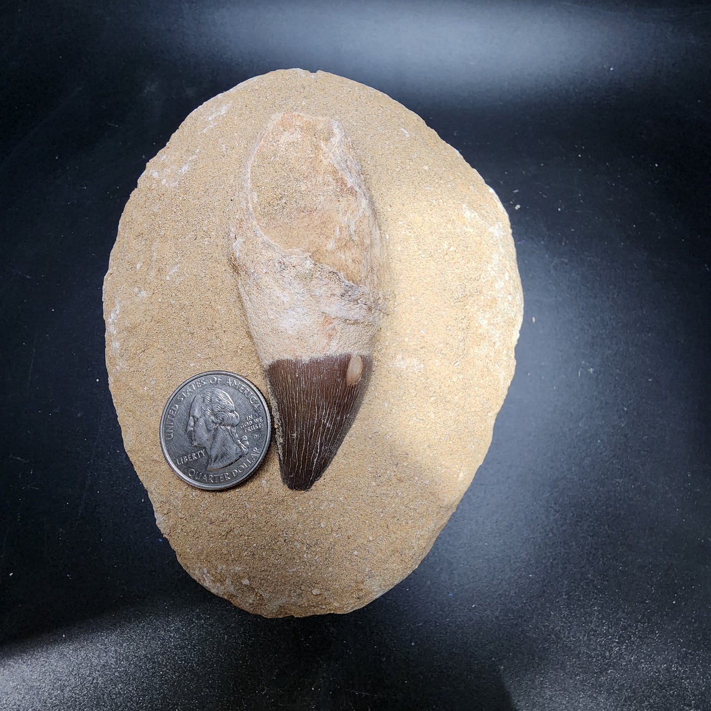 Lovely Mosasaur Tooth