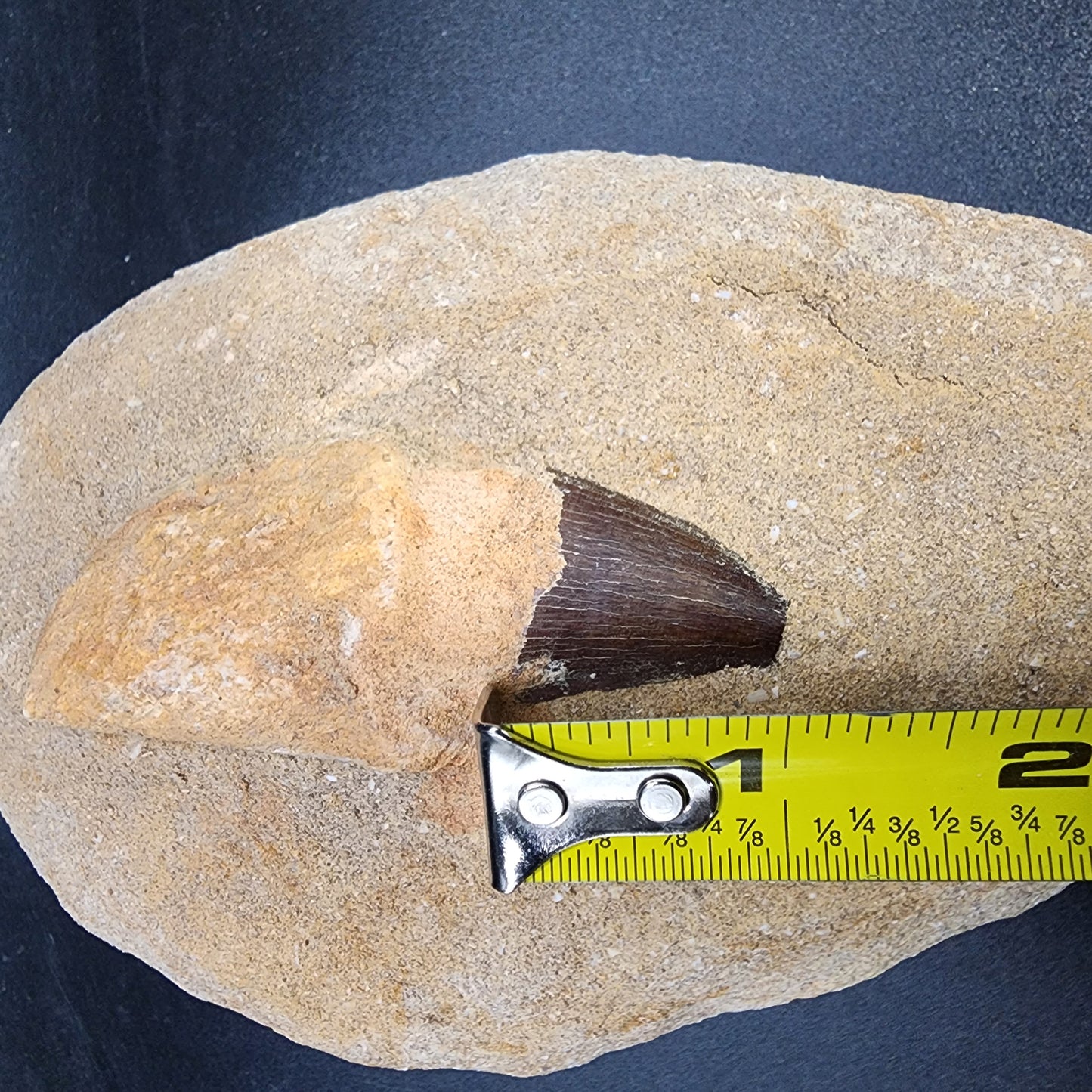 Appealing Mosasaur Tooth