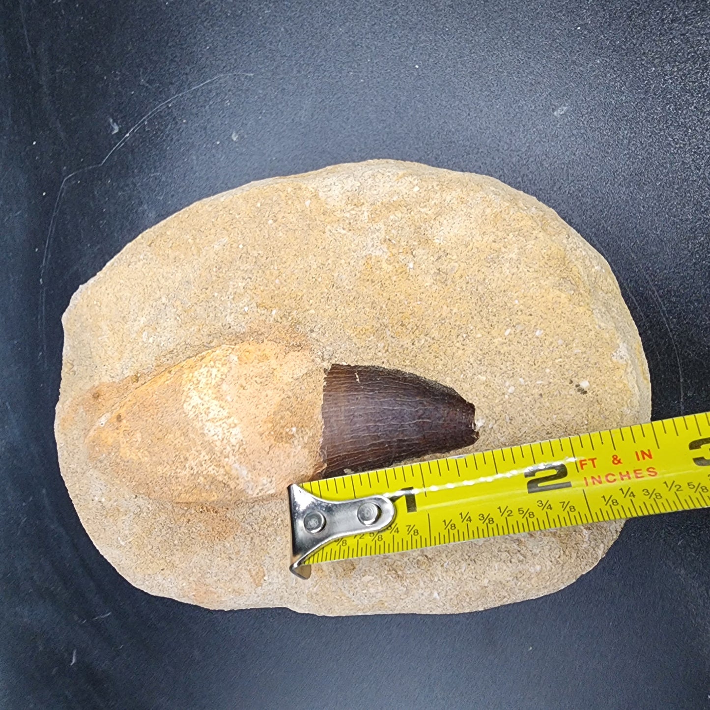 Enticing Mosasaur Tooth