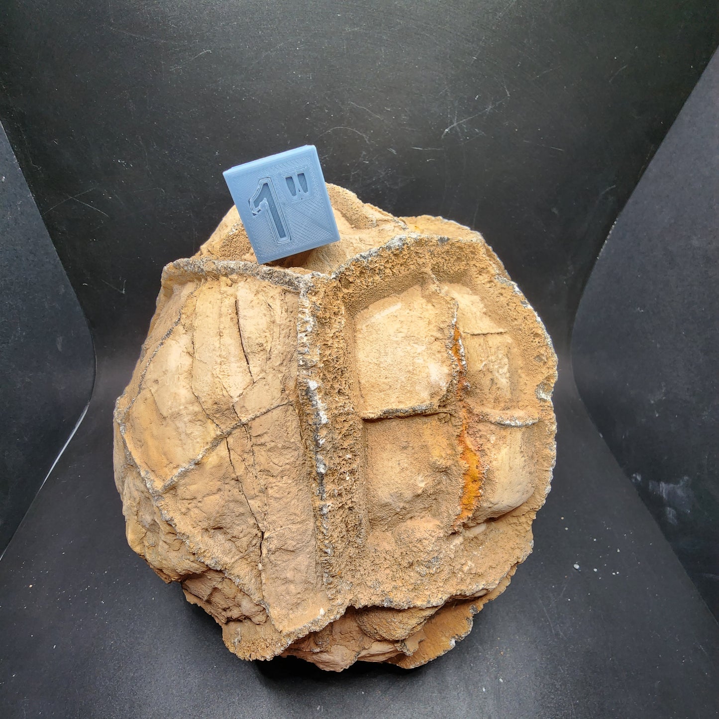 Raw Septarian Nodule