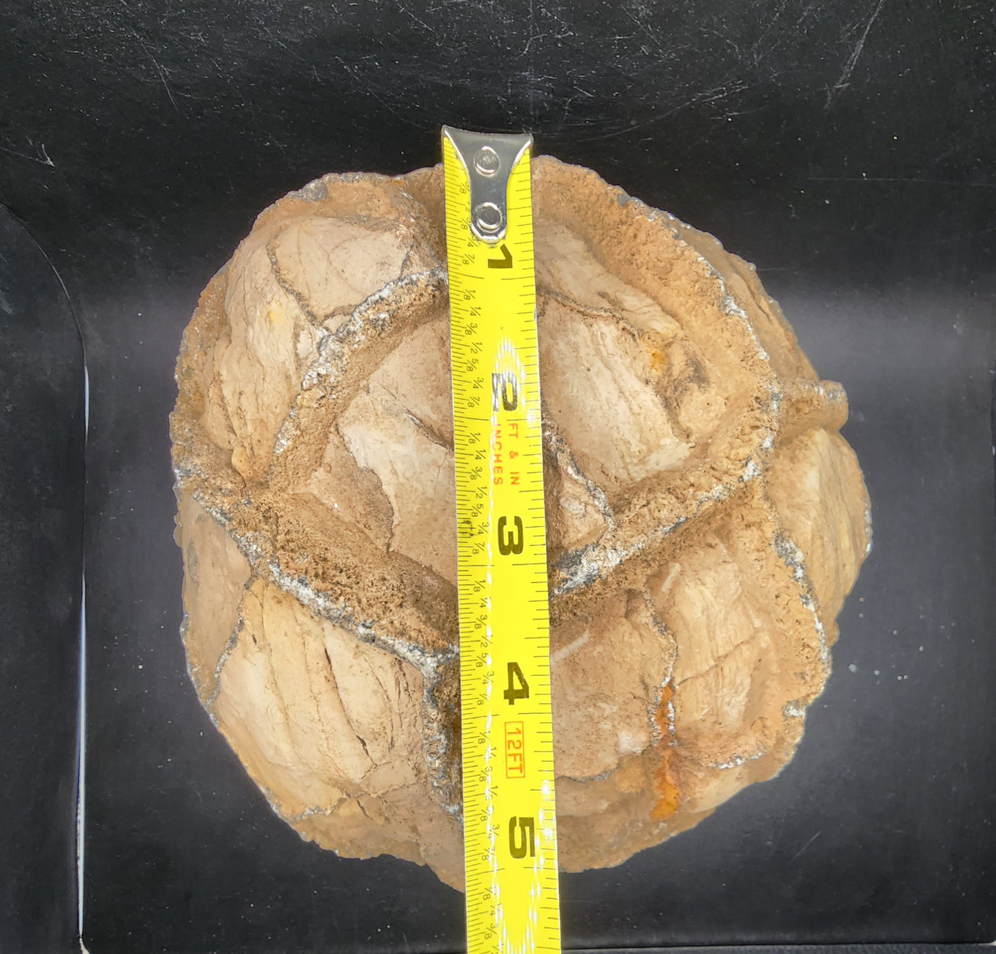 Raw Septarian Nodule