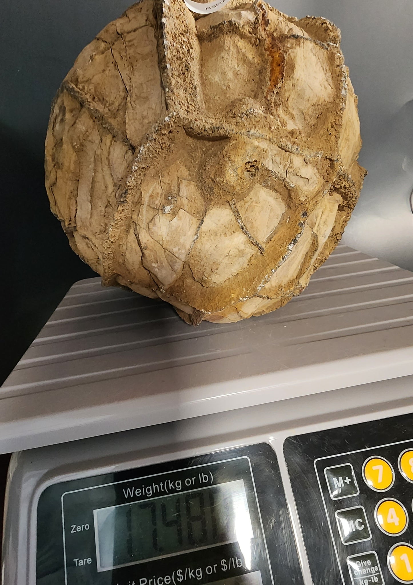 Raw Septarian Nodule