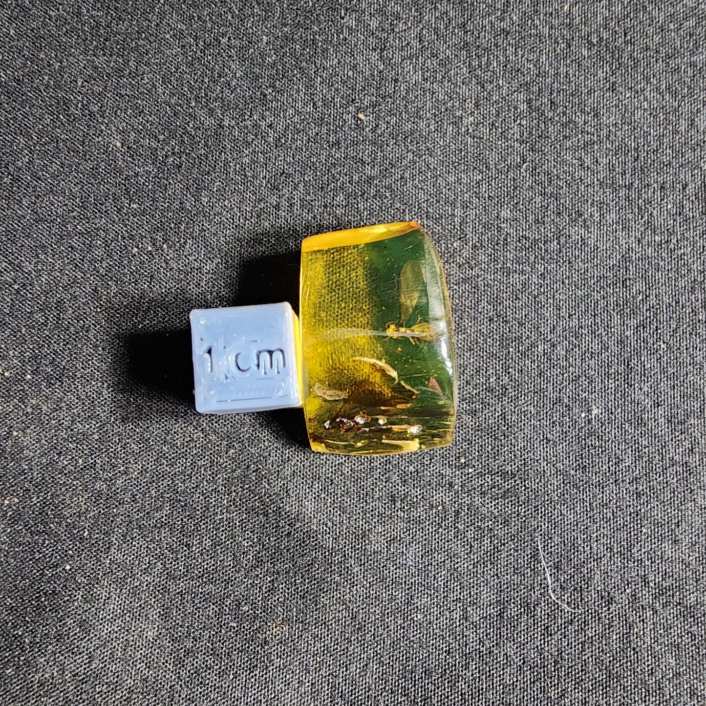 Amber with two Termites