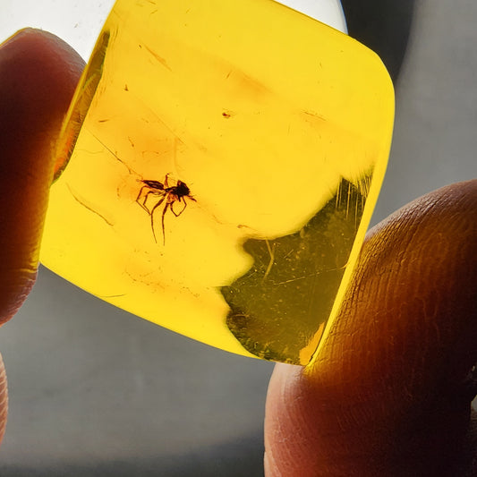 Amber with Spider Inclusion