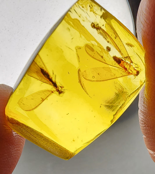 Amber with two Termites