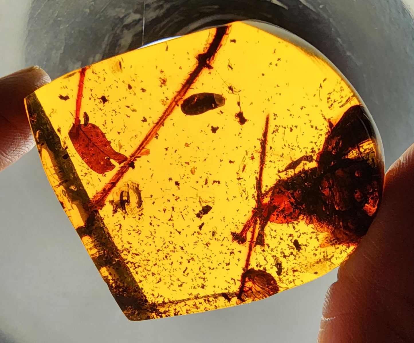 Amber with Inclusions