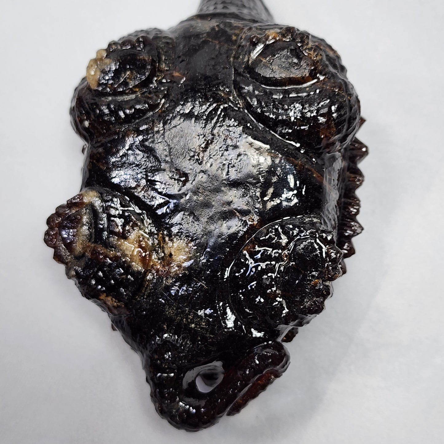 Sumatran Amber Snapping Turtle