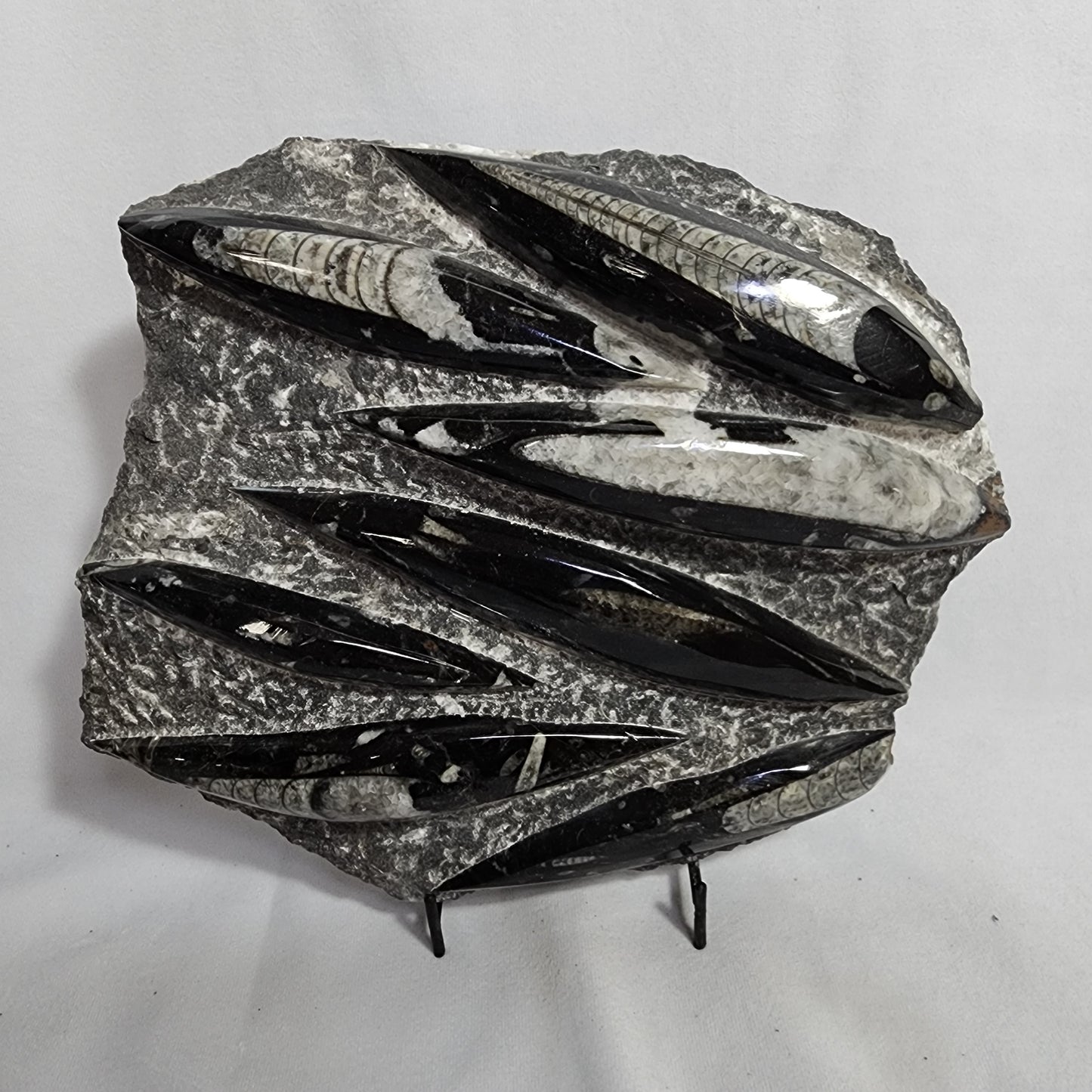 Amazing Orthoceras Plate