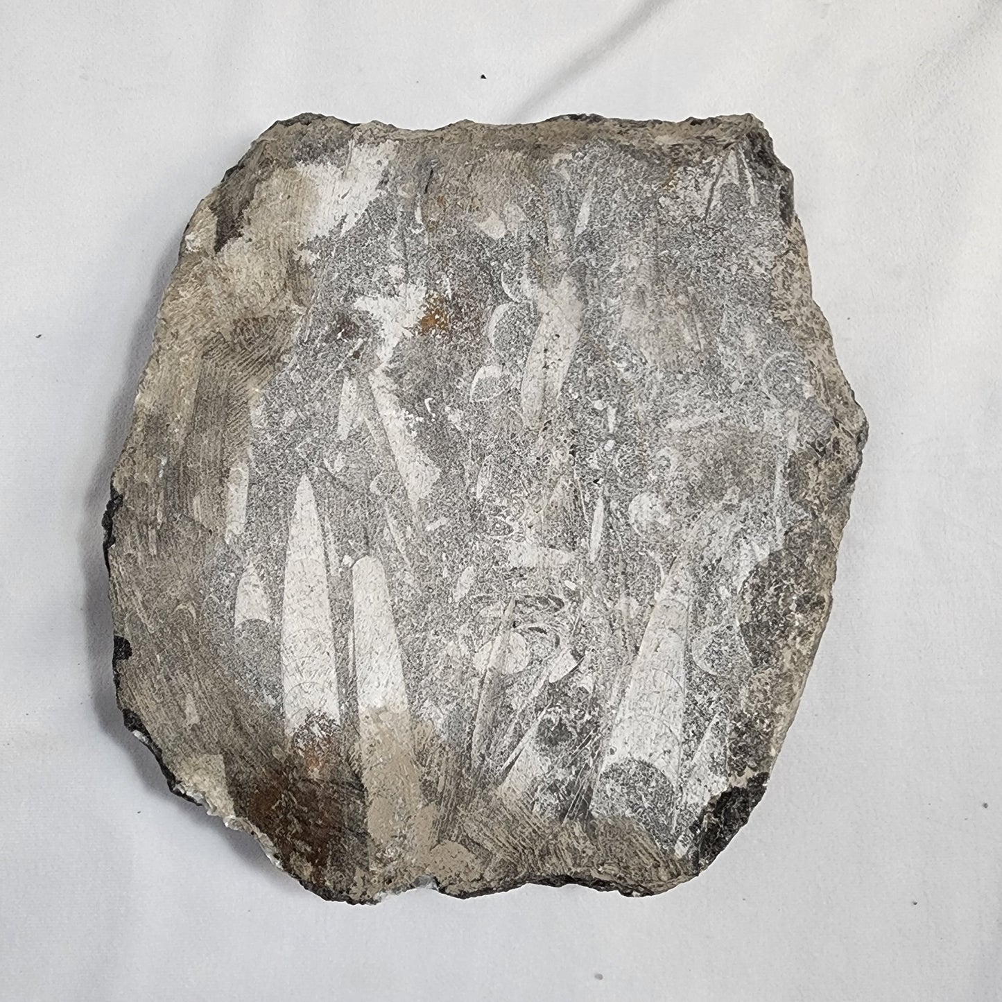 Amazing Orthoceras Plate