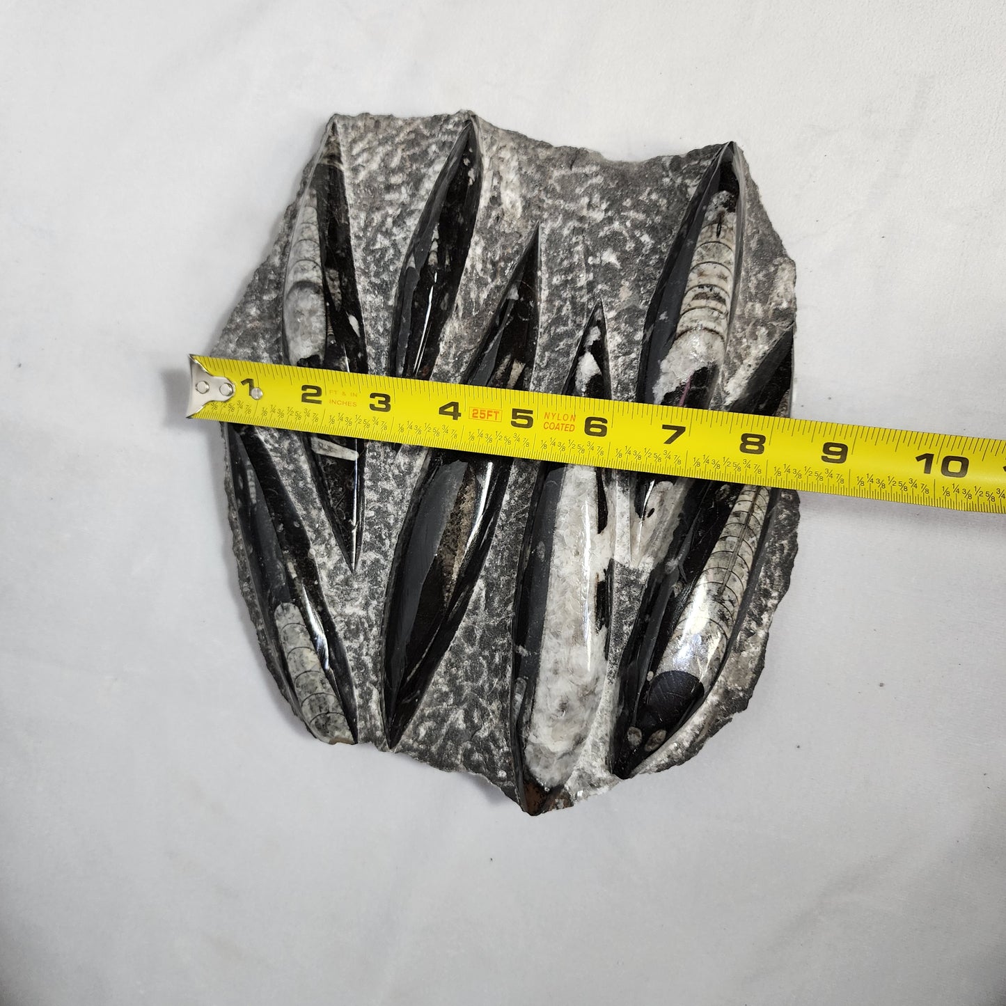 Amazing Orthoceras Plate