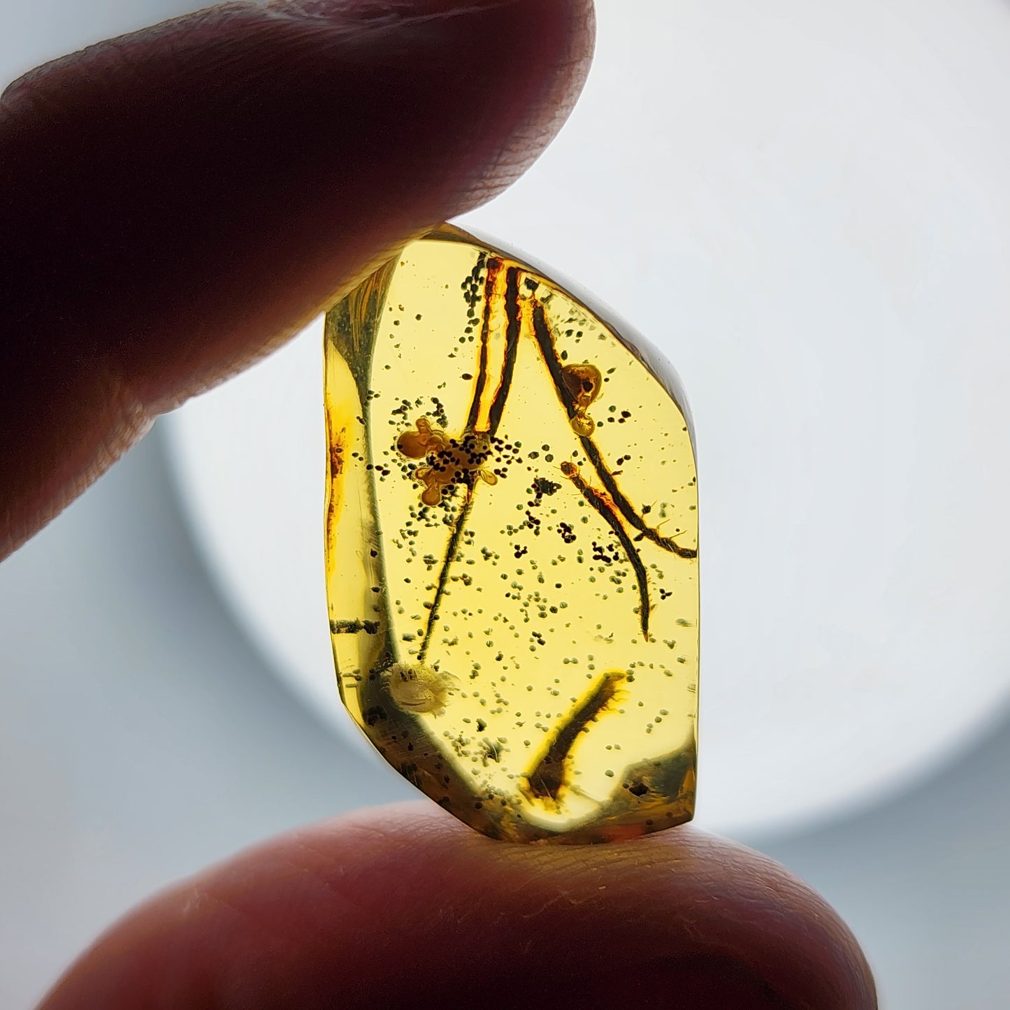 Interesting Insect Eggs in Amber