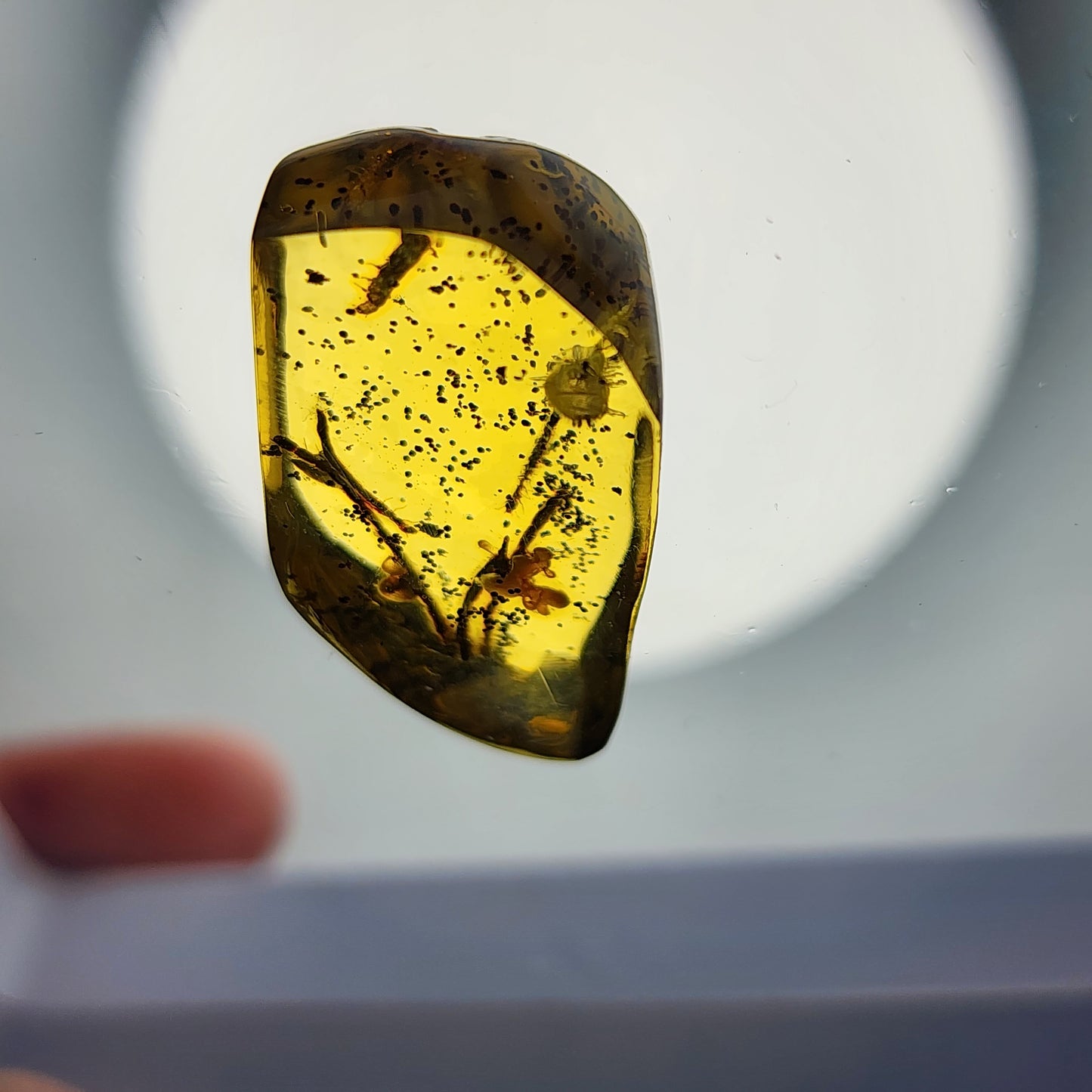 Interesting Insect Eggs in Amber