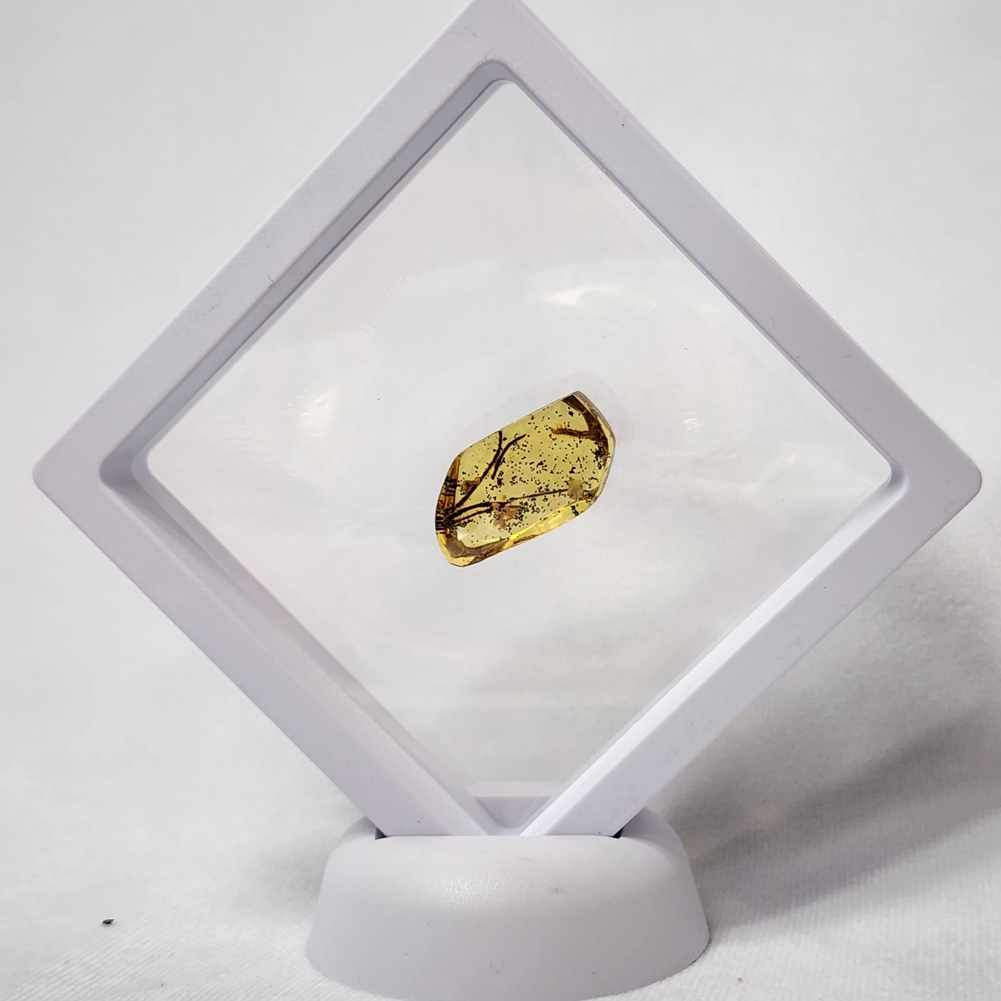 Interesting Insect Eggs in Amber