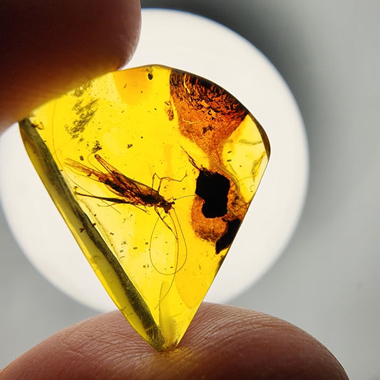 Jiminy Cricket in Amber