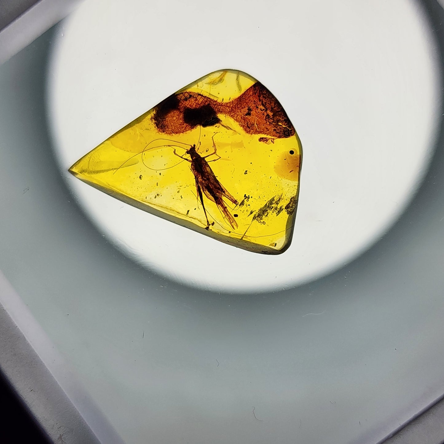 Jiminy Cricket in Amber