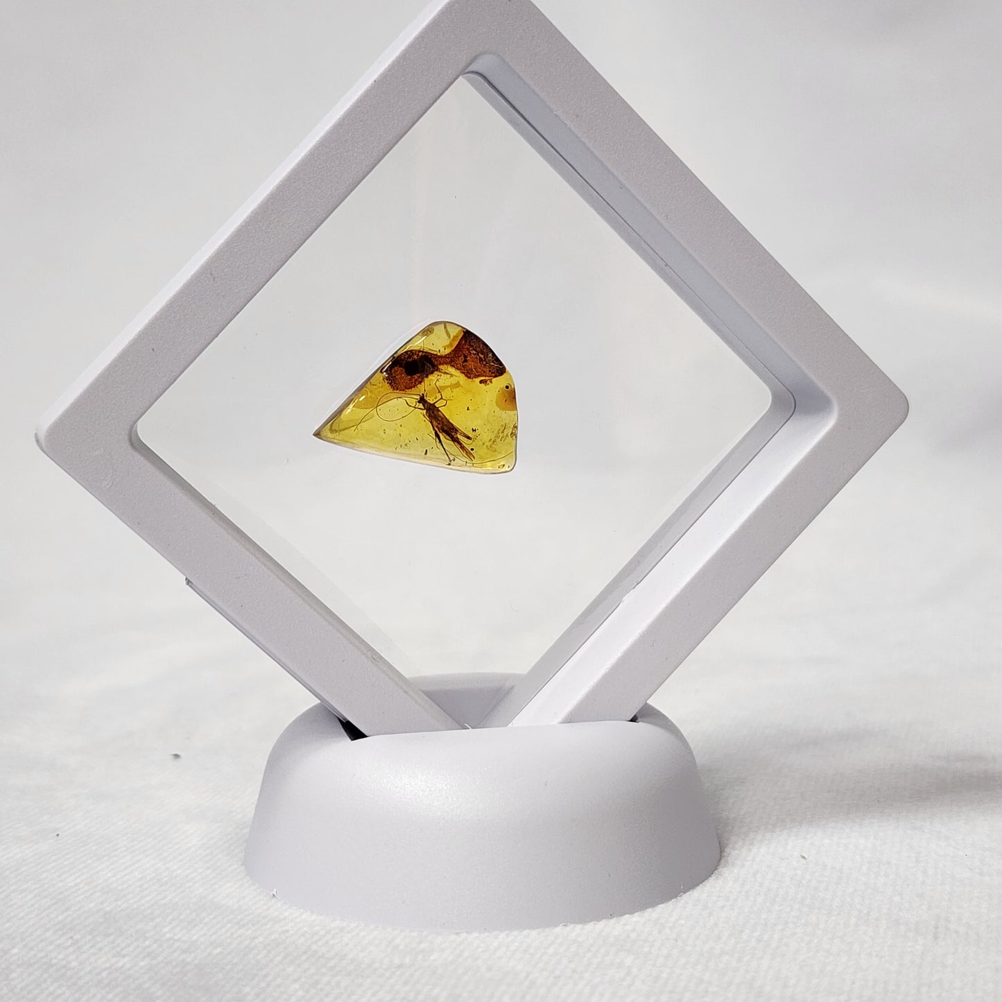 Jiminy Cricket in Amber