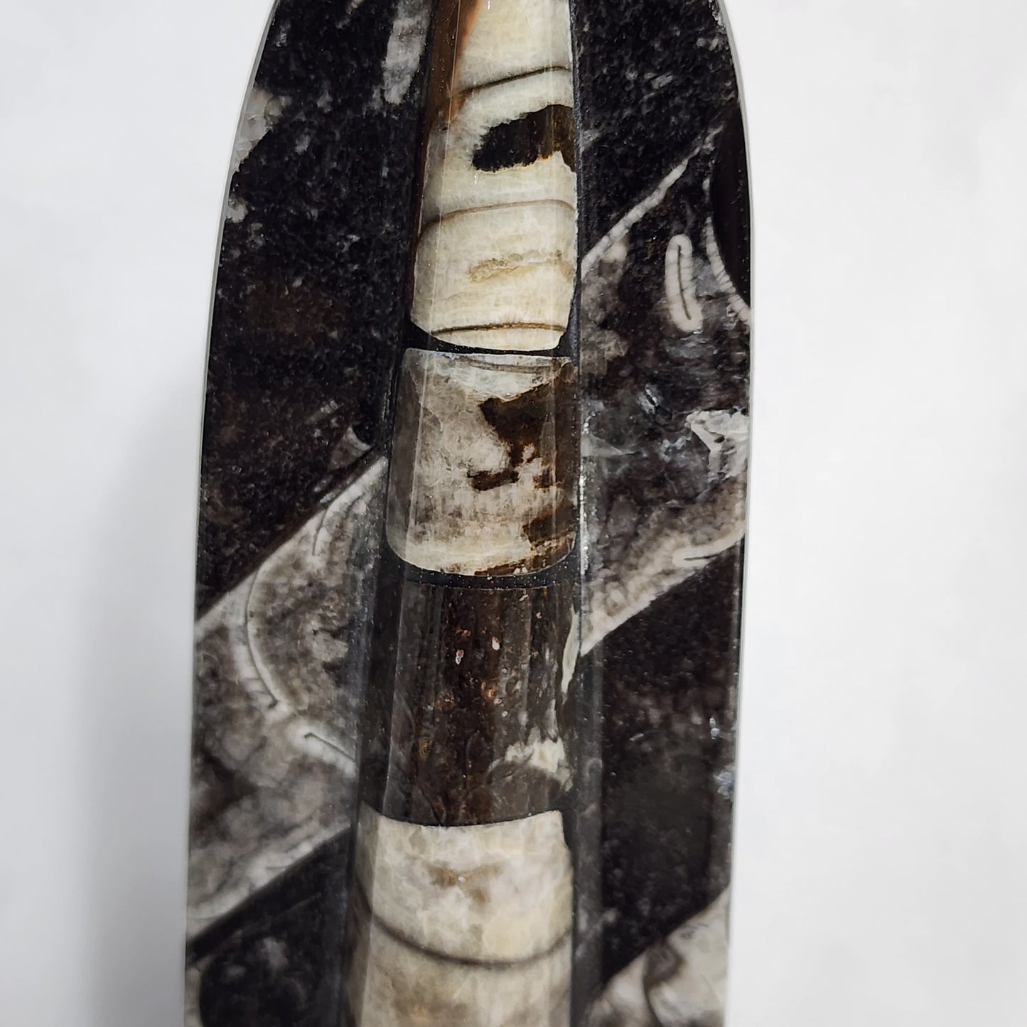 Amazing Orthoceras Cut Base Singles