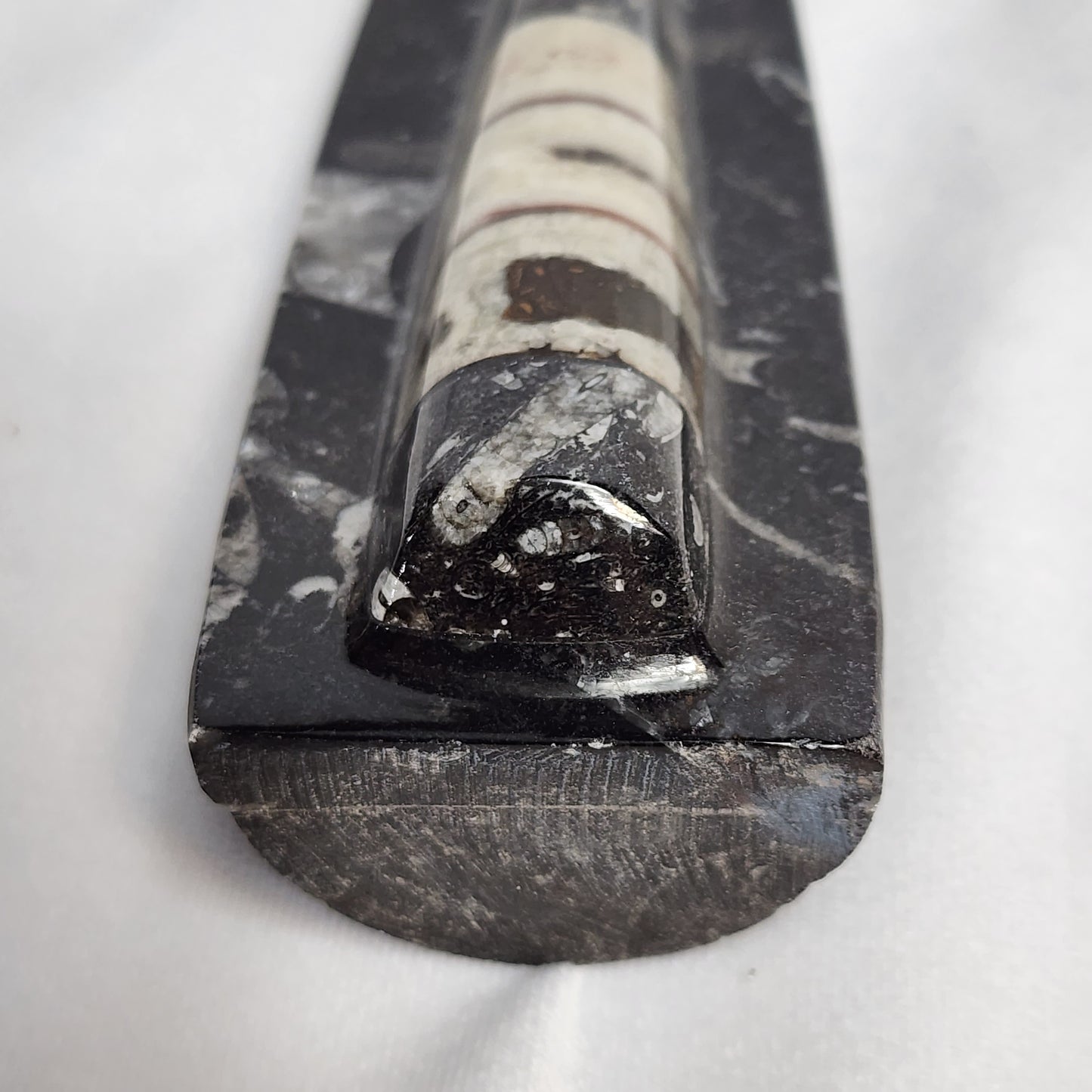 Amazing Orthoceras Cut Base Singles