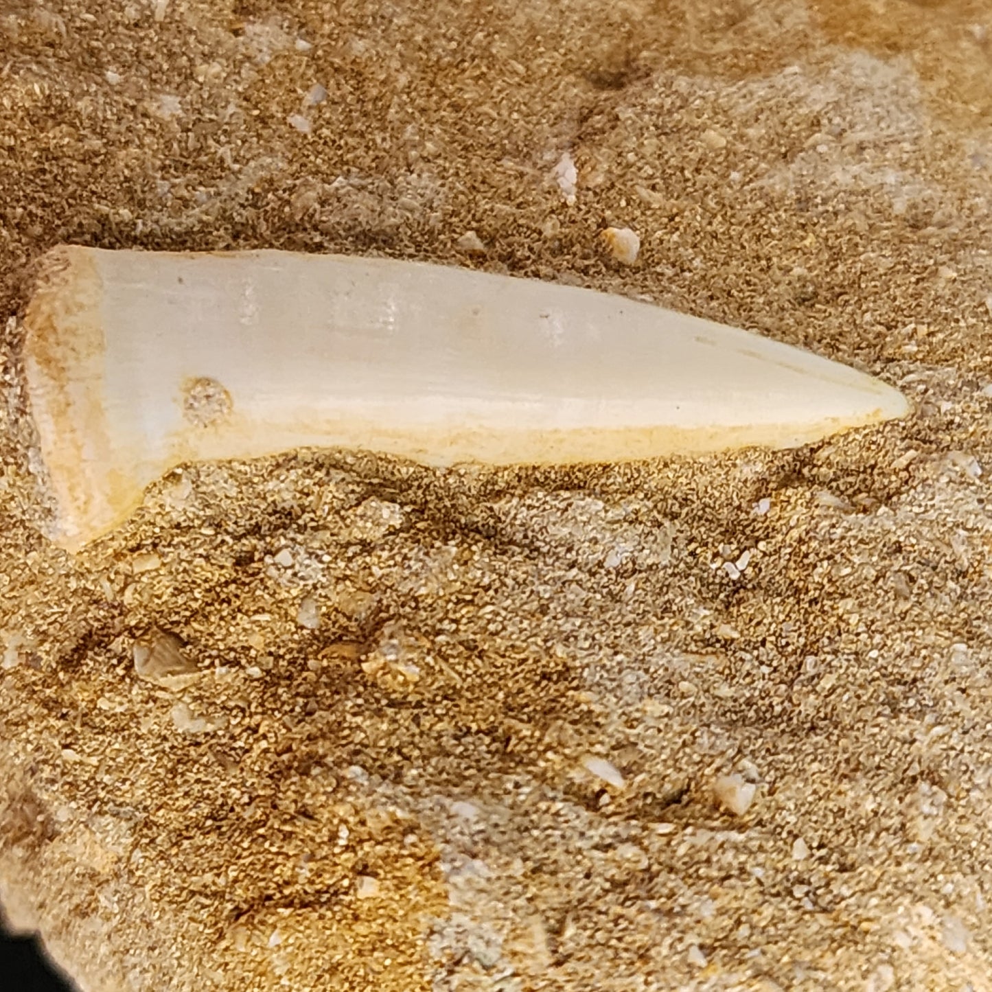 Plesiosaur Tooth in Matrix