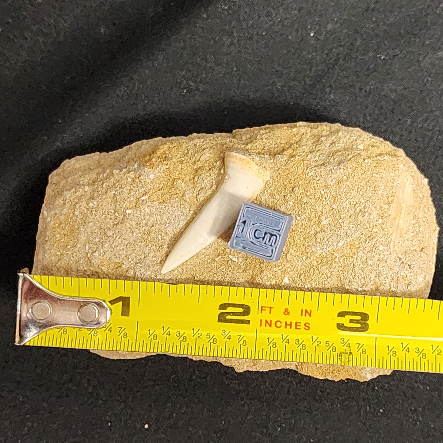 Plesiosaur Tooth in Matrix
