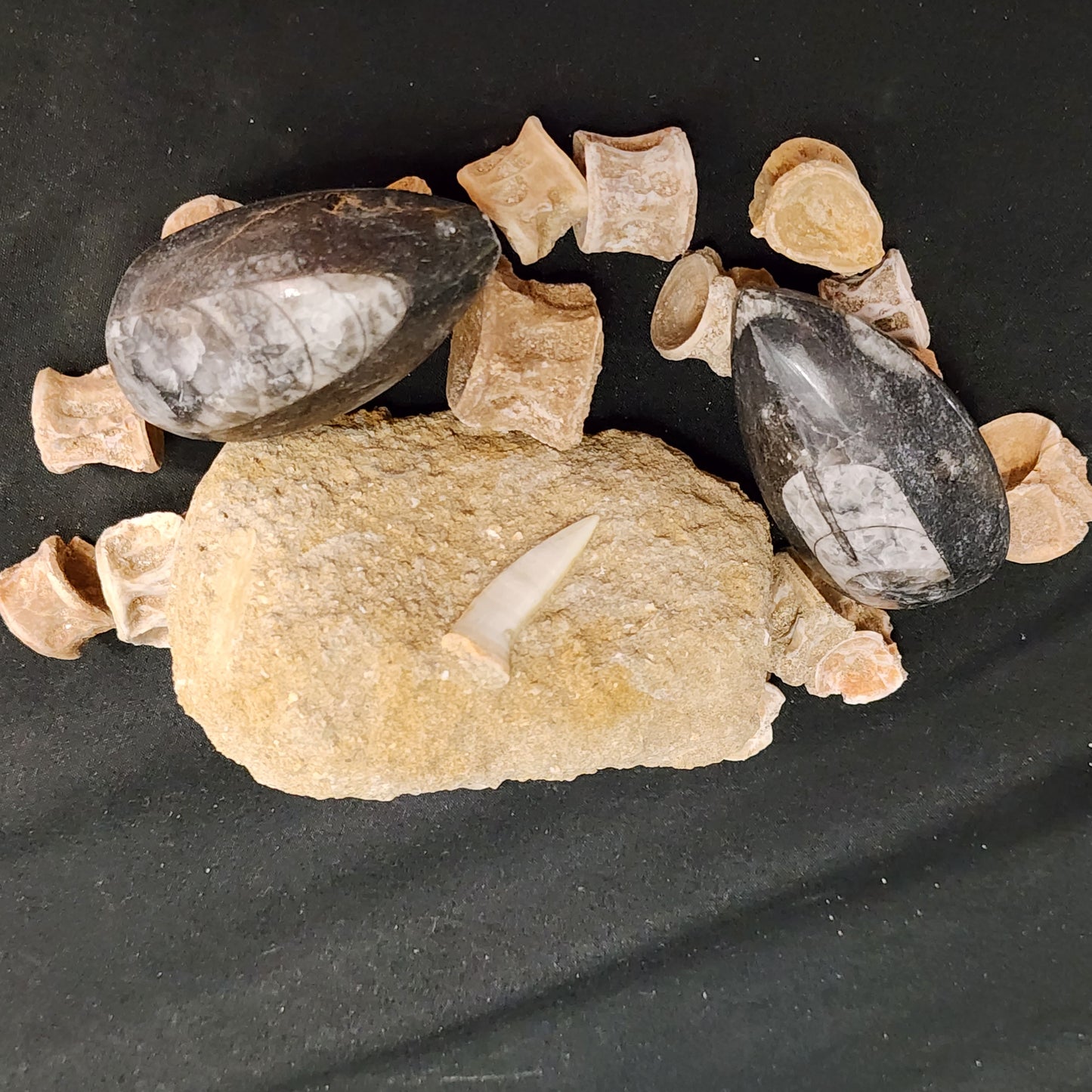 Plesiosaur Tooth in Matrix