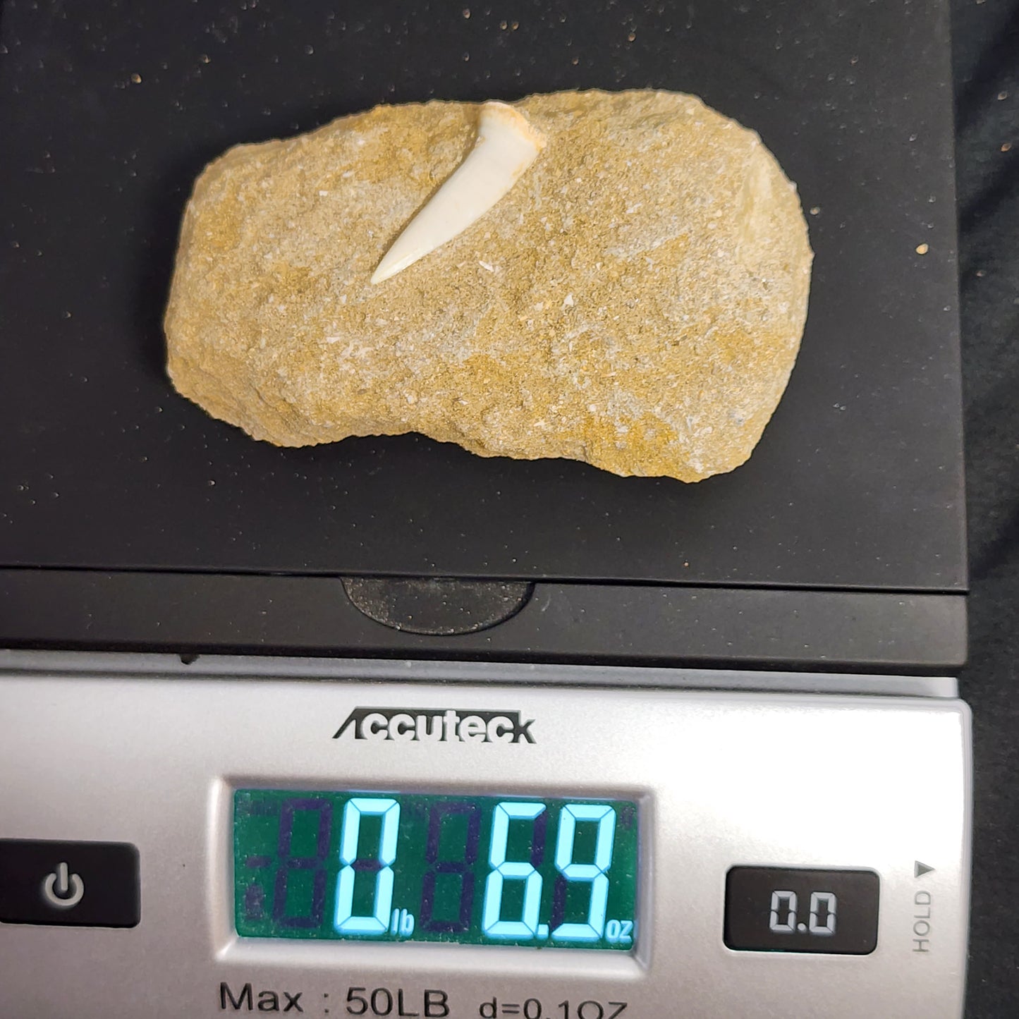 Plesiosaur Tooth in Matrix