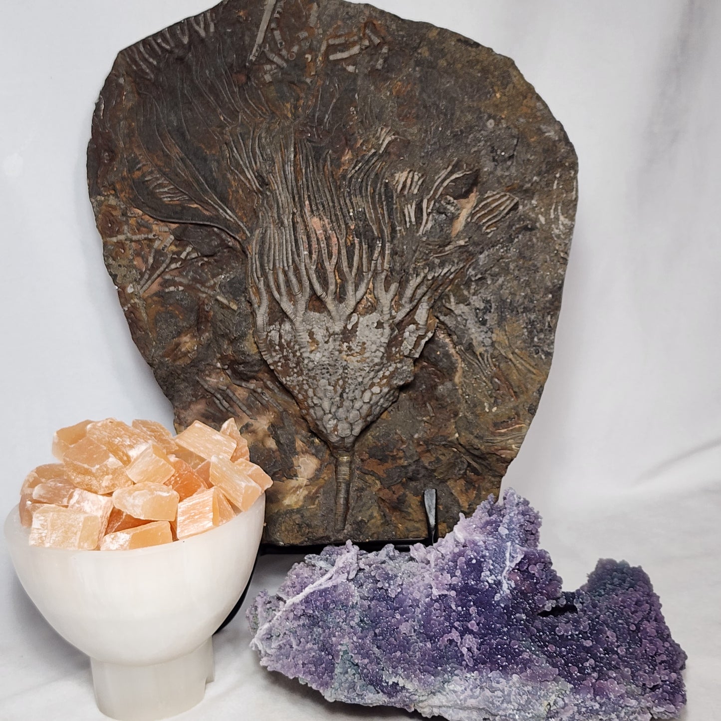 Astonishing Crinoid Plate