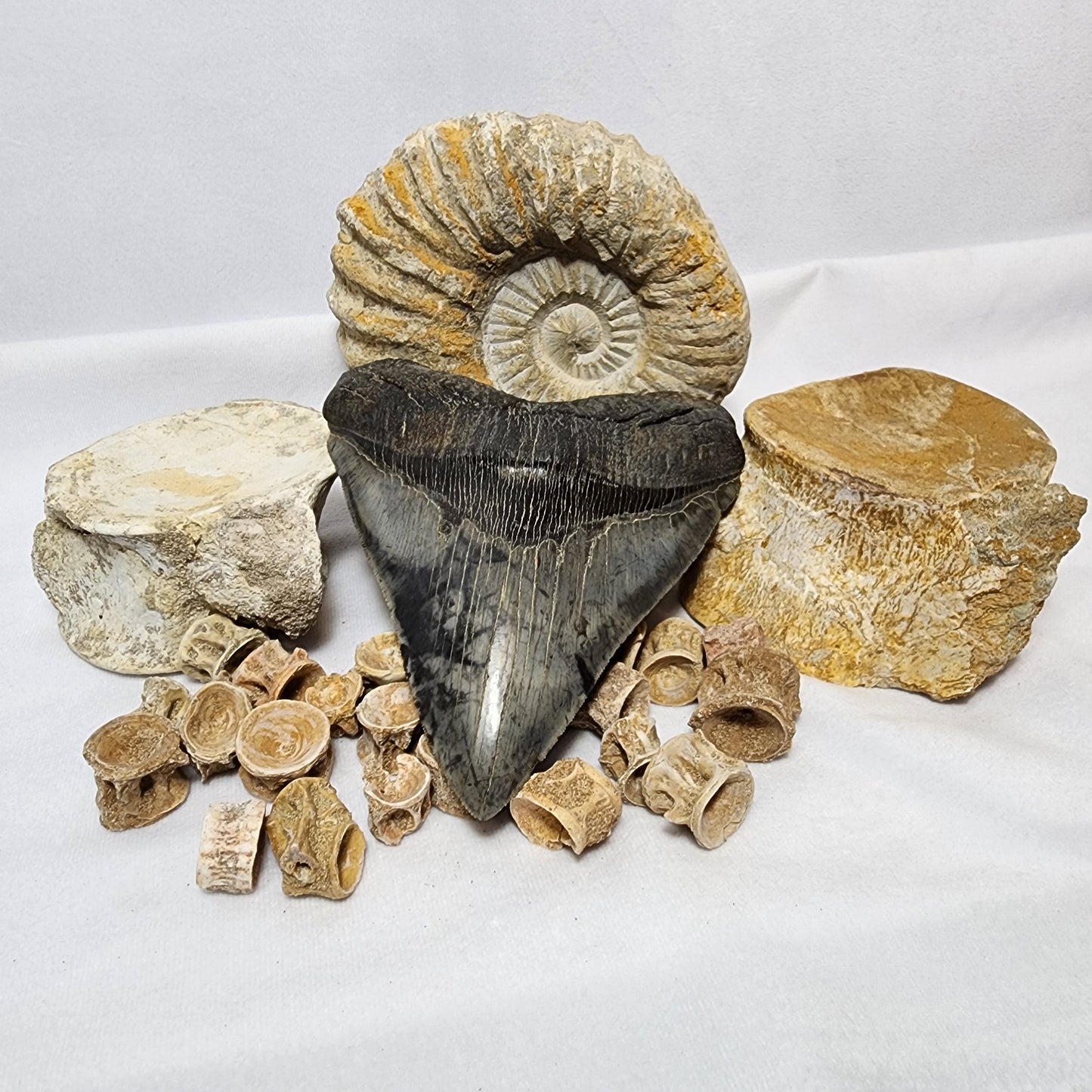 Beautiful Fossilized Whale Vertebrae