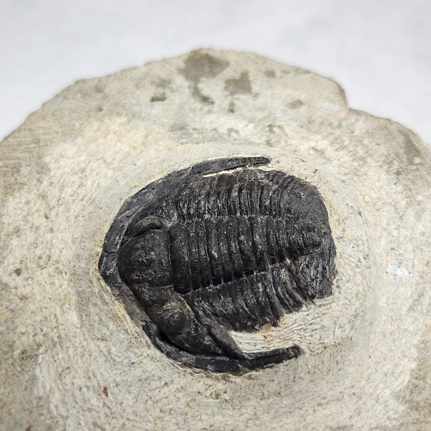 Stunning Dalejeproetus Trilobite 1.1"