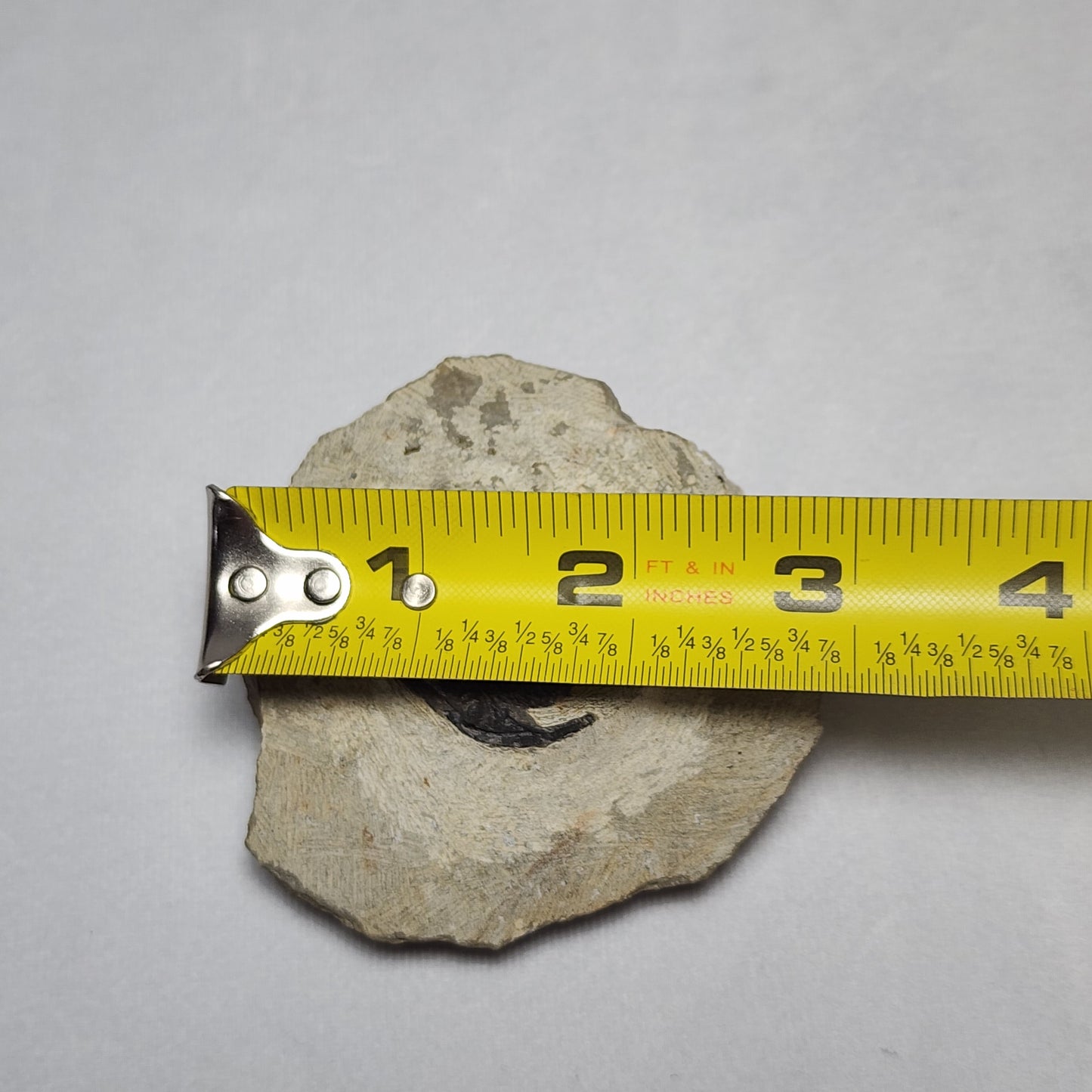 Stunning Dalejeproetus Trilobite 1.1"