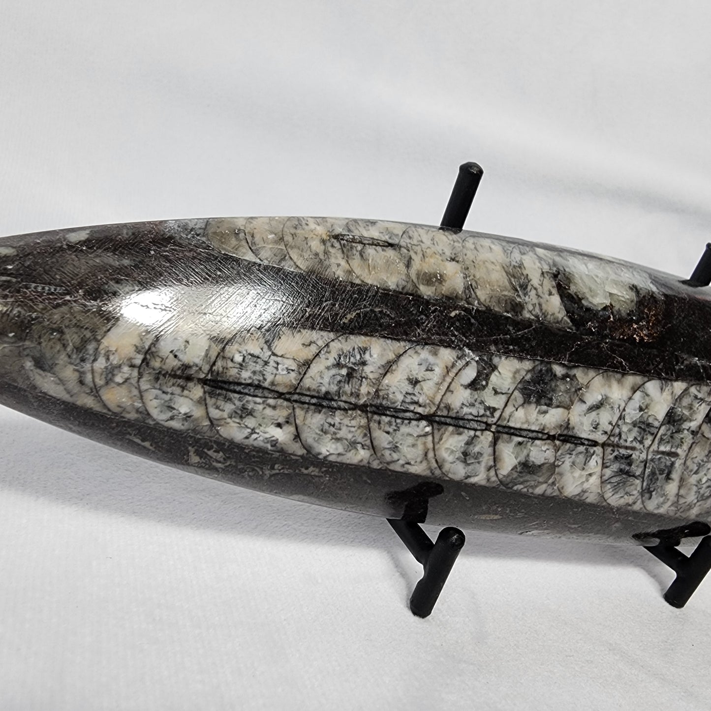 Orthoceras Single Plates 8"