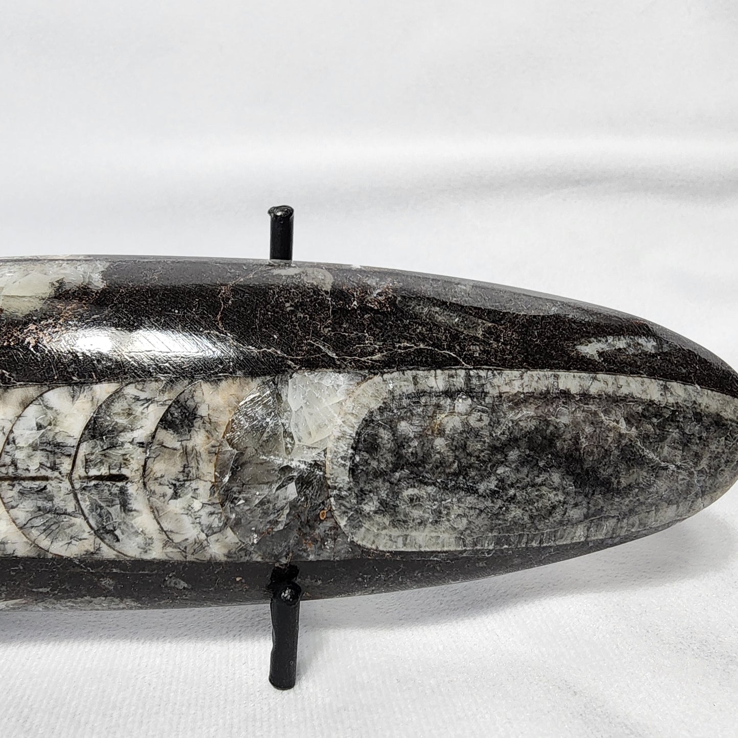 Orthoceras Single Plates 8"