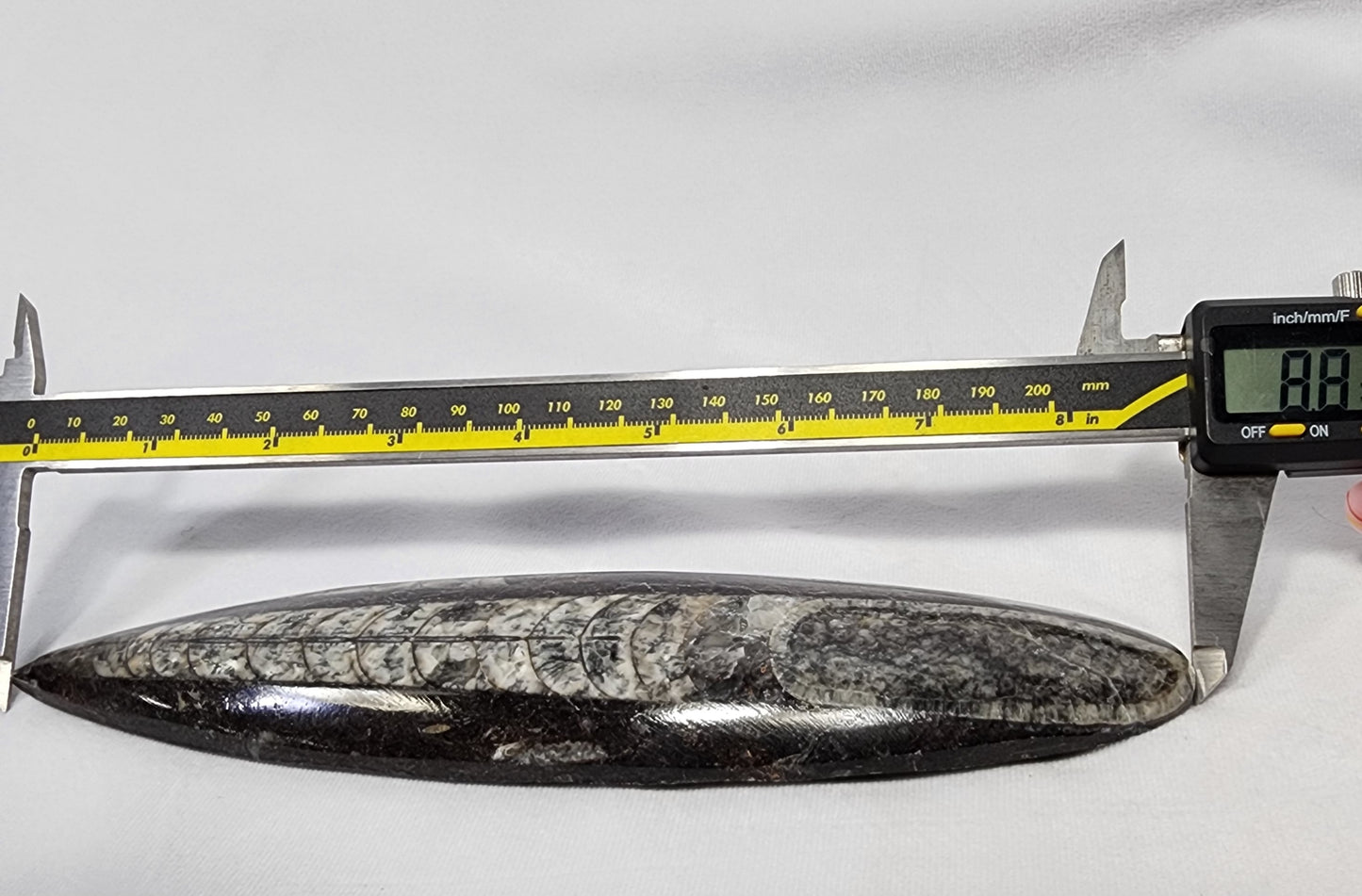 Orthoceras Single Plates 8"