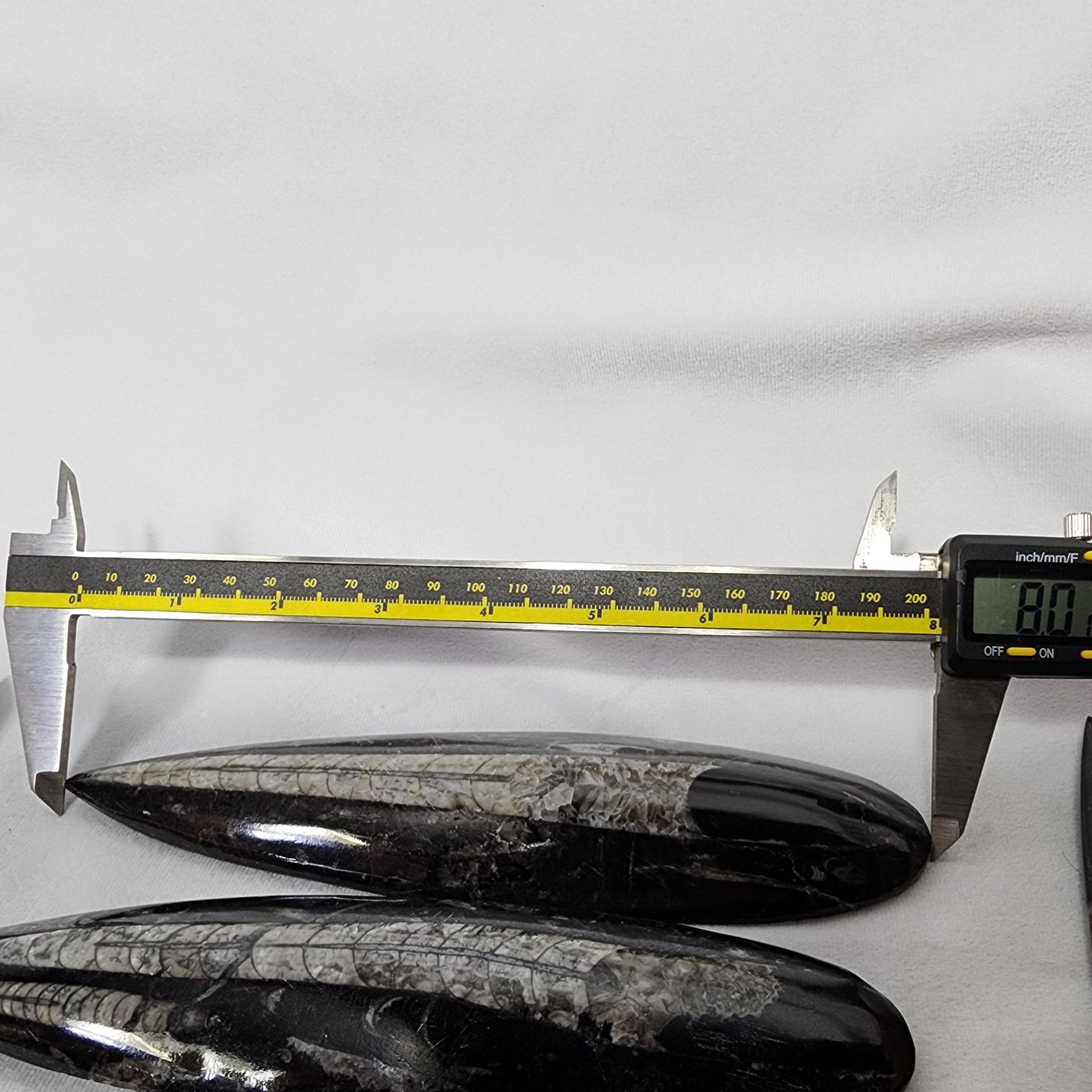 Orthoceras Single Plates 8"