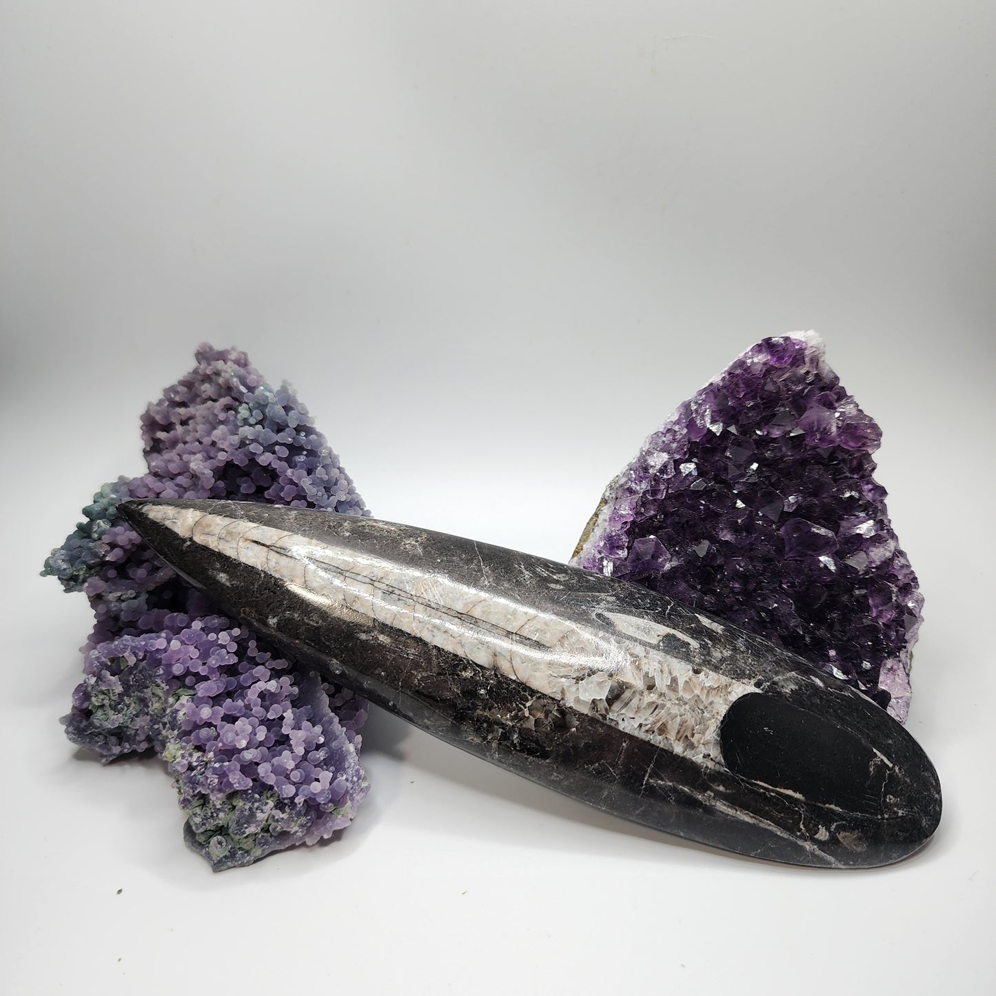 Orthoceras Single Plates 8"