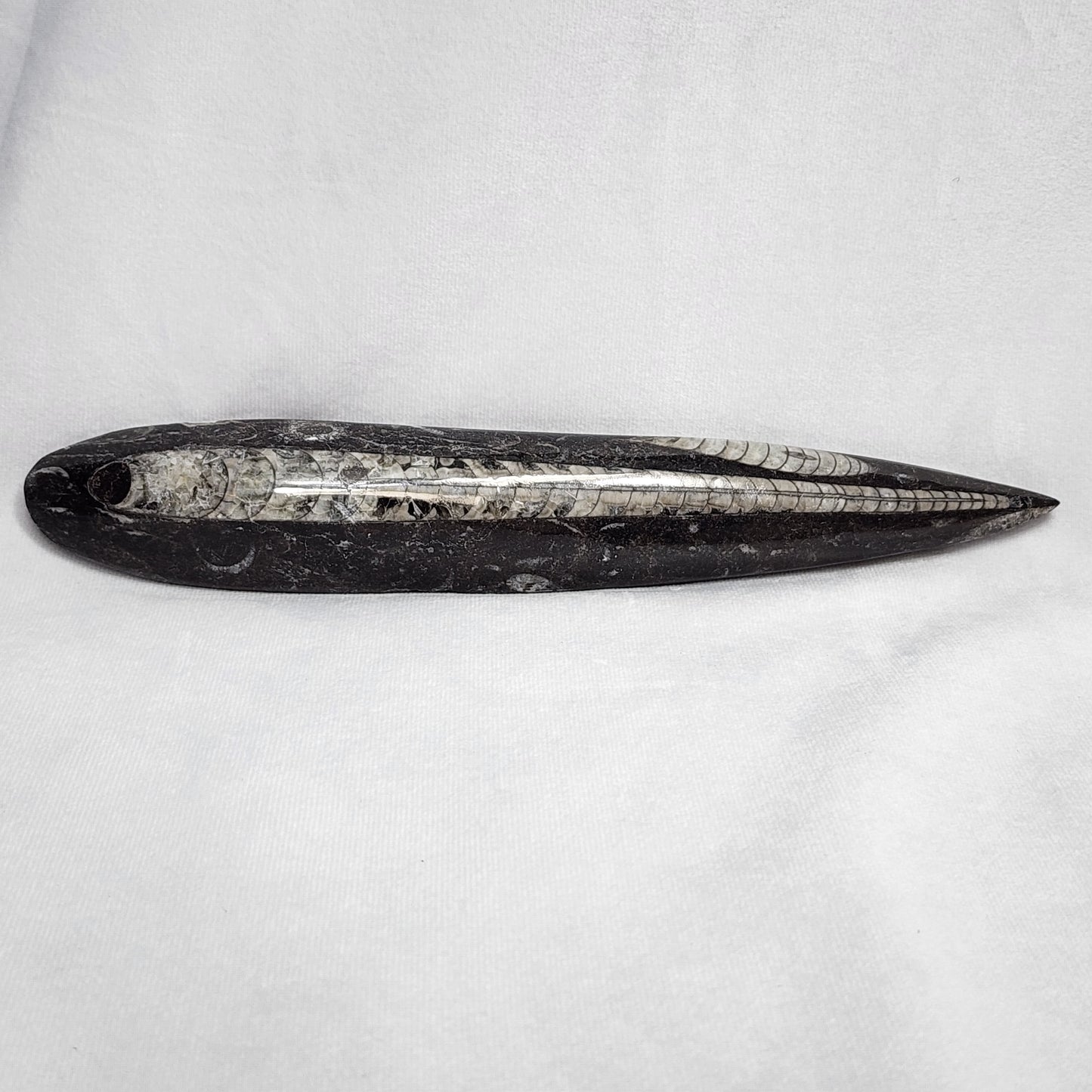 Astonishing Orthoceras Single