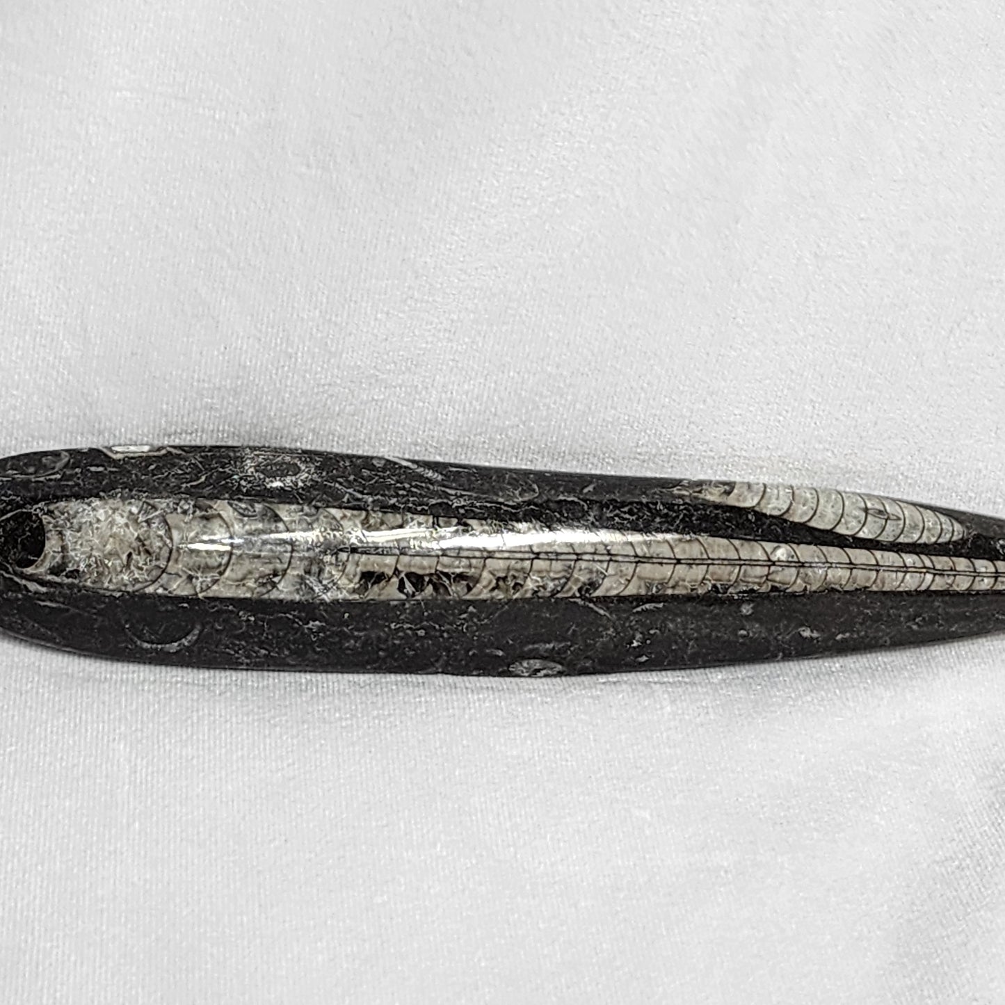 Astonishing Orthoceras Single