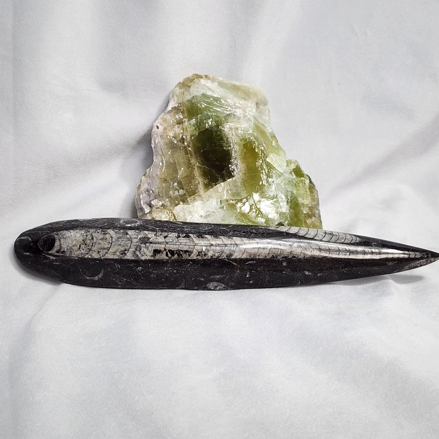 Astonishing Orthoceras Single