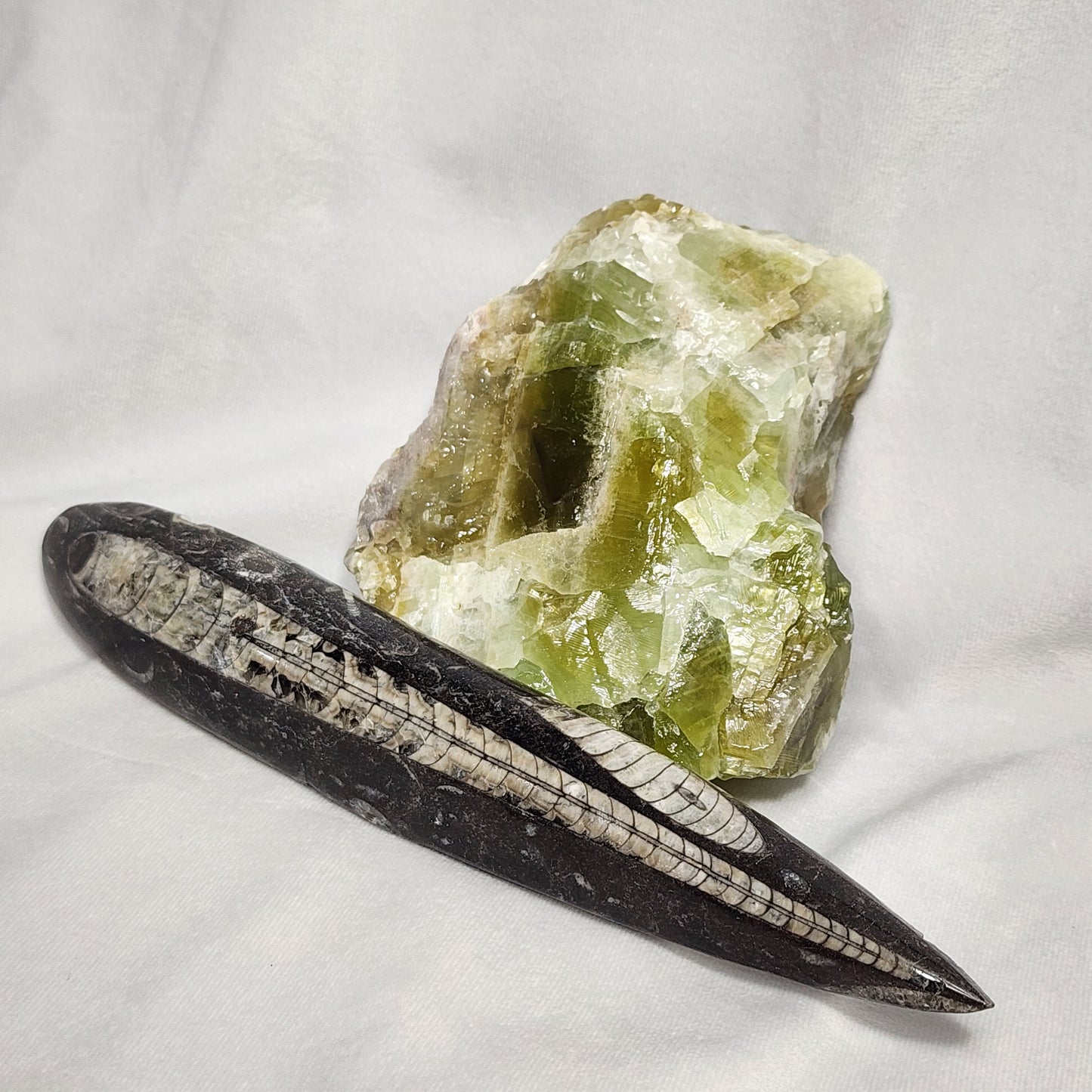 Astonishing Orthoceras Single